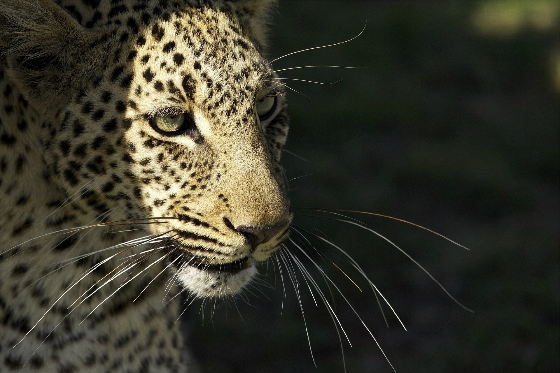Descarga gratuita de fondo de pantalla para móvil de Leopardo, Gato Montés, Gato Salvaje, Bigote, Bozal, Animales, Depredador.