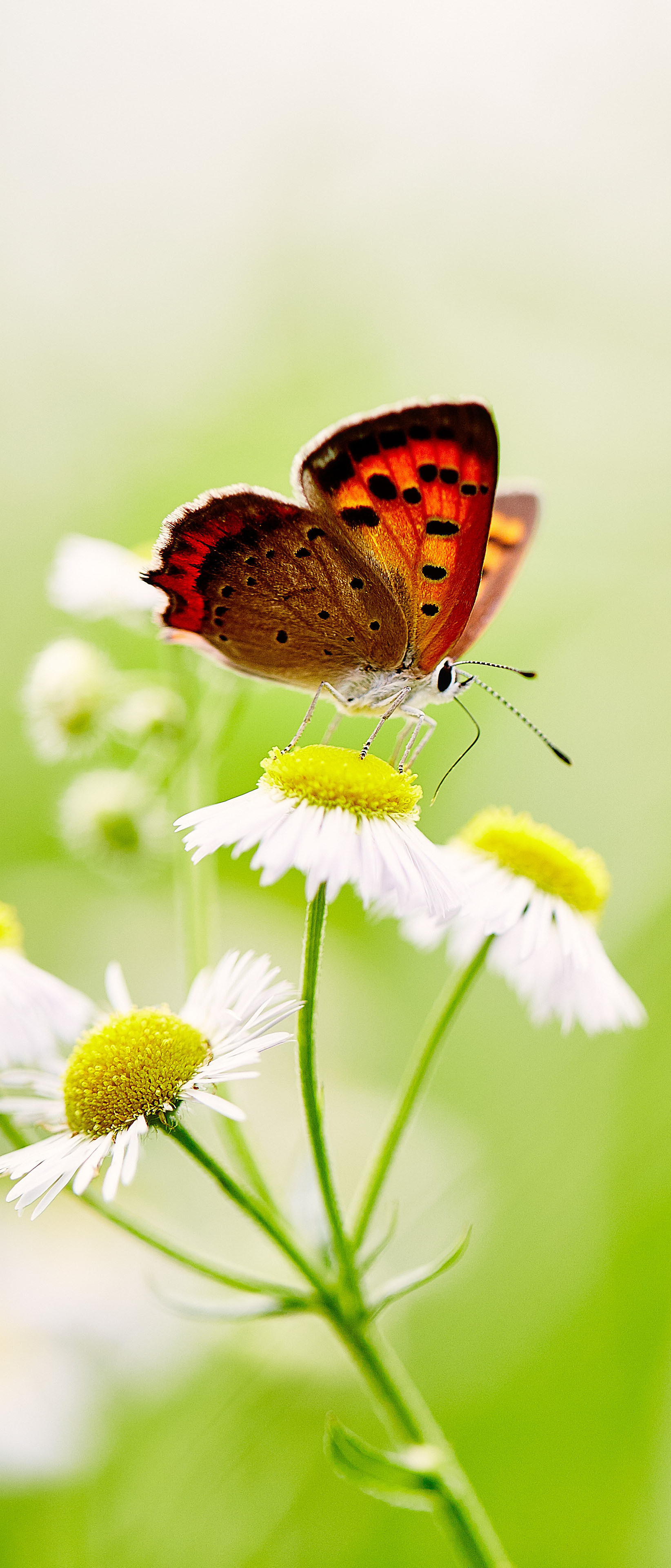 Download mobile wallpaper Flower, Macro, Insect, Butterfly, Animal, White Flower for free.