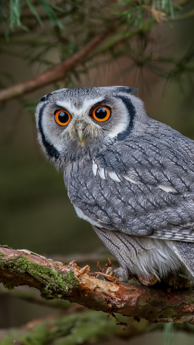 Descarga gratuita de fondo de pantalla para móvil de Animales, Búho, Aves.