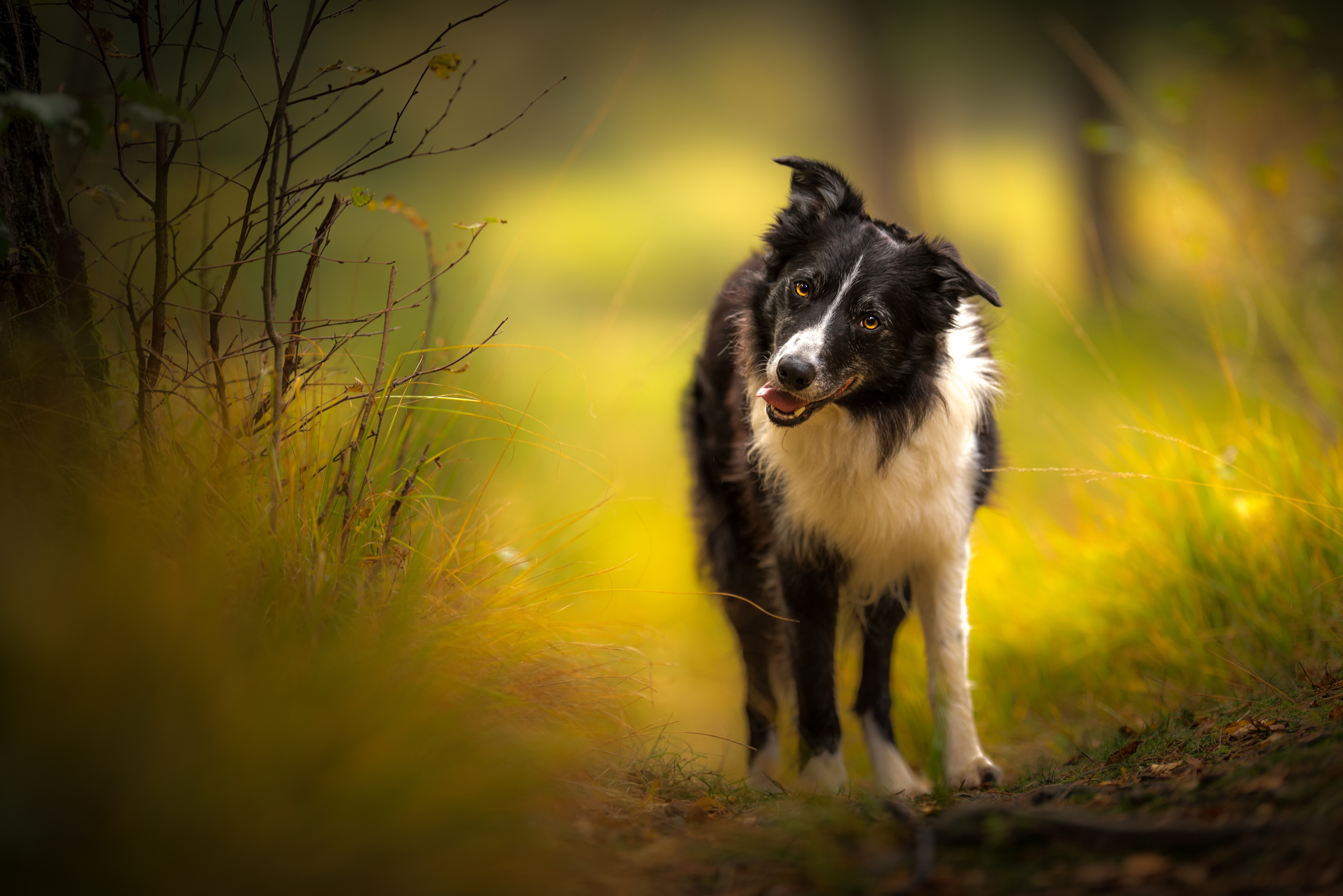 Descarga gratuita de fondo de pantalla para móvil de Animales, Perros, Perro, Collie De La Frontera.