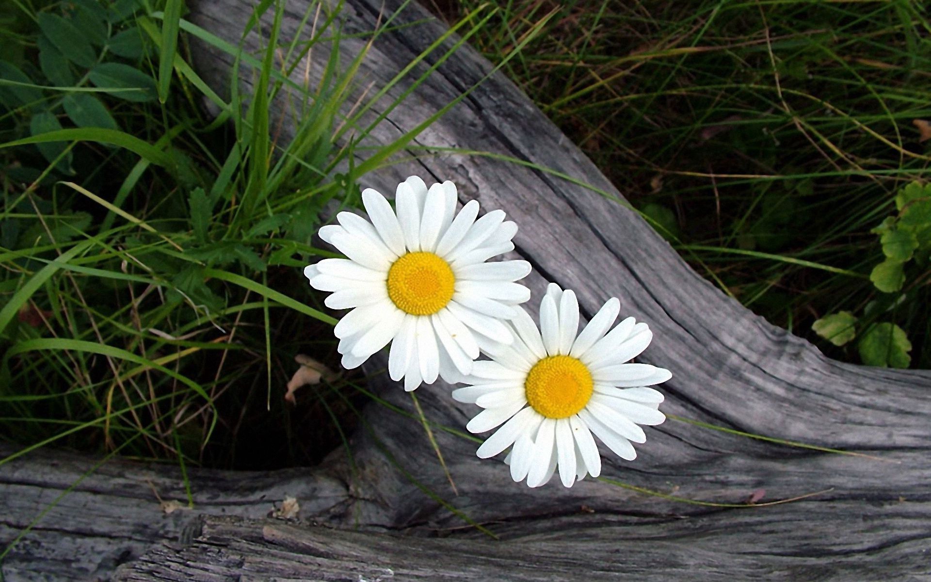 Free download wallpaper Flowers, Grass, Log, Camomile on your PC desktop