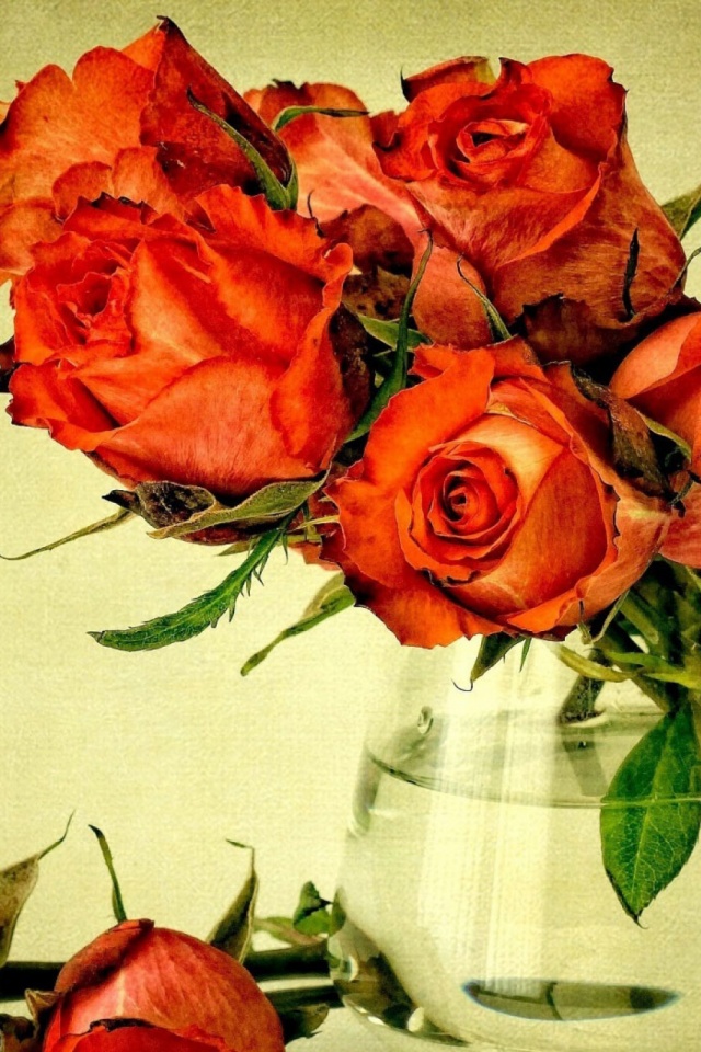 Download mobile wallpaper Nature, Flower, Rose, Bouquet, Man Made for free.