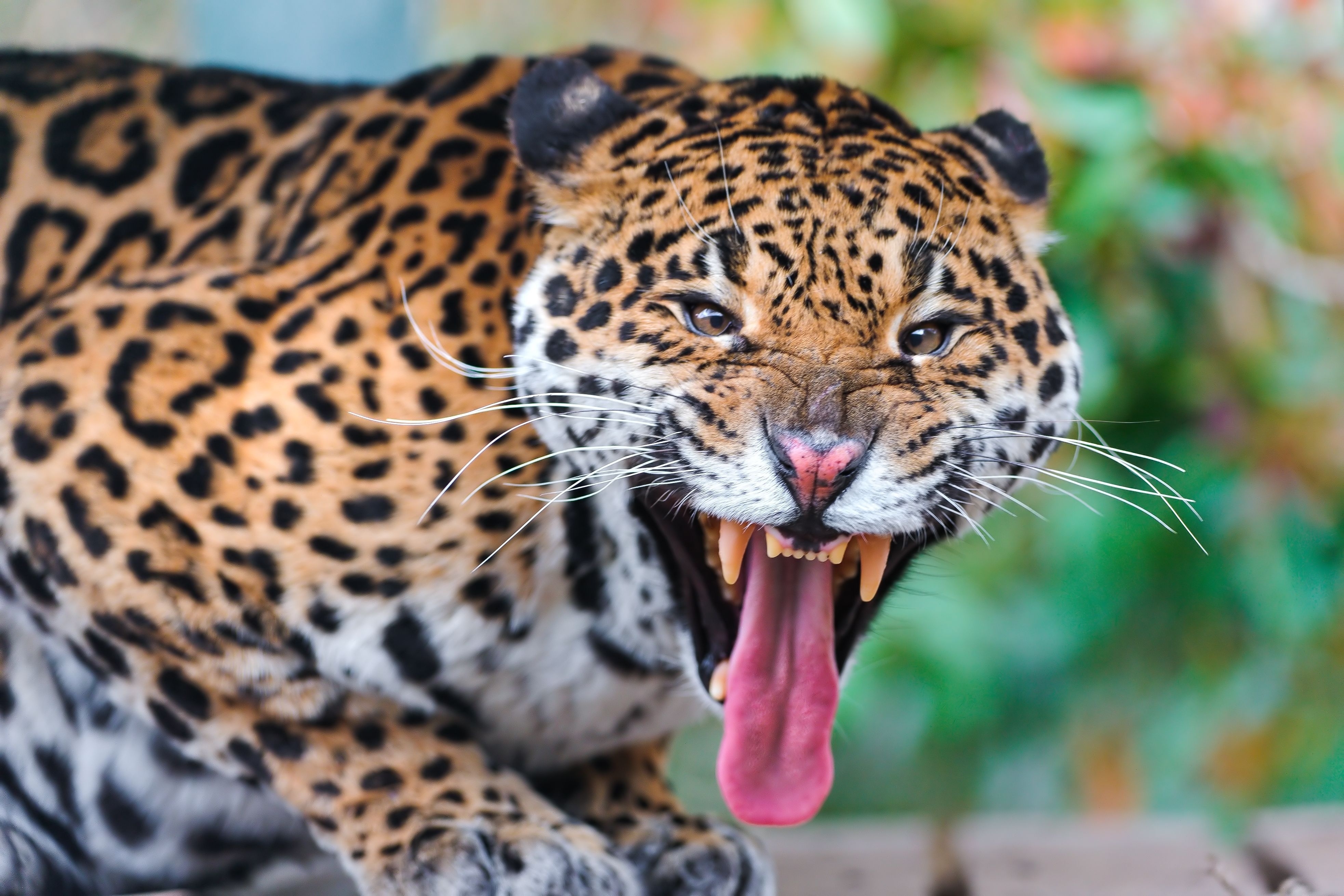 152594 Hintergrundbild herunterladen schnauze, tiere, jaguar, grinsen, grin, raubtier, predator, große katze, big cat - Bildschirmschoner und Bilder kostenlos