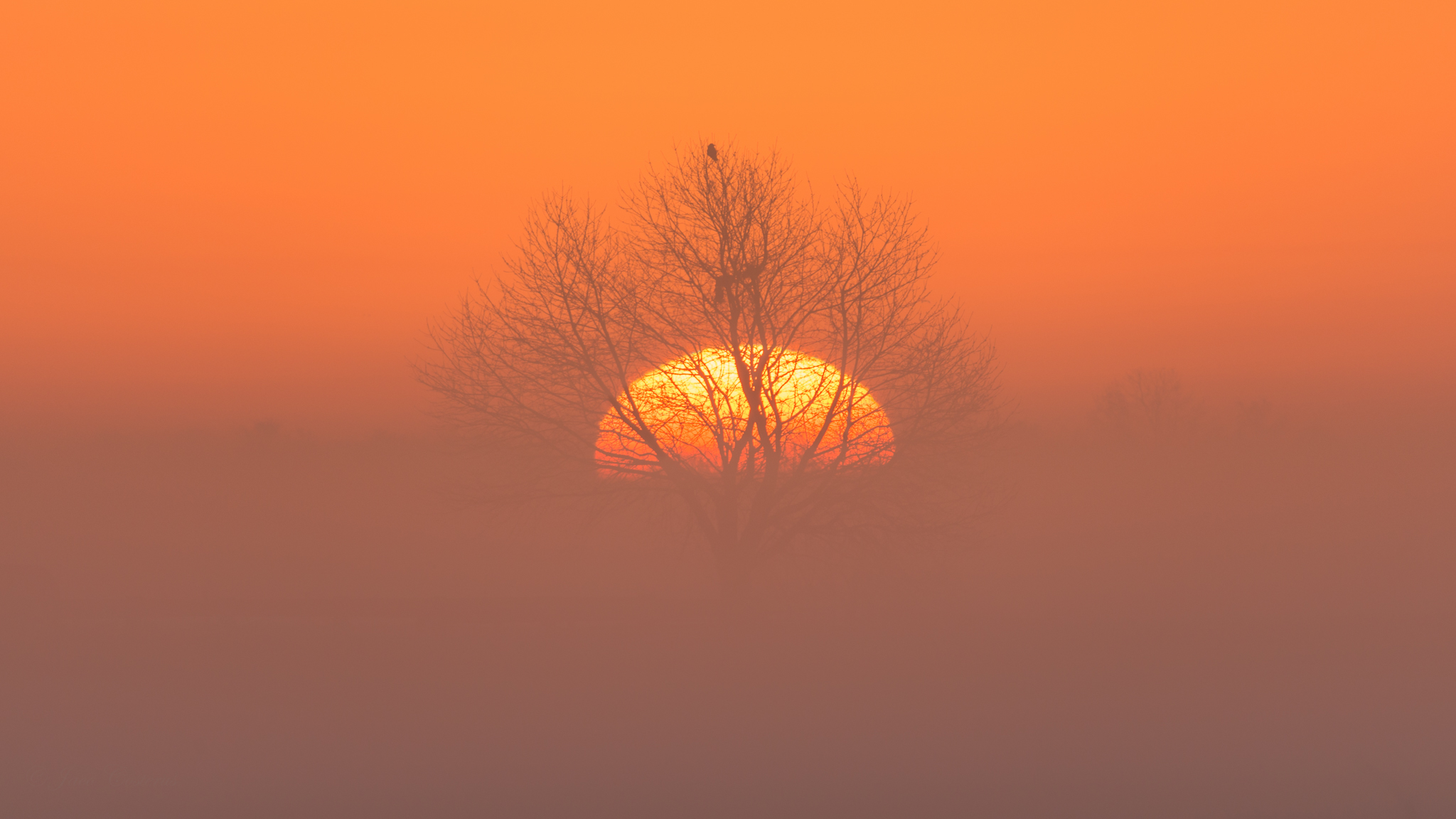 Скачать картинку Дерево, Туман, Земля/природа, Закат Солнца, Оранжевый Цвет) в телефон бесплатно.