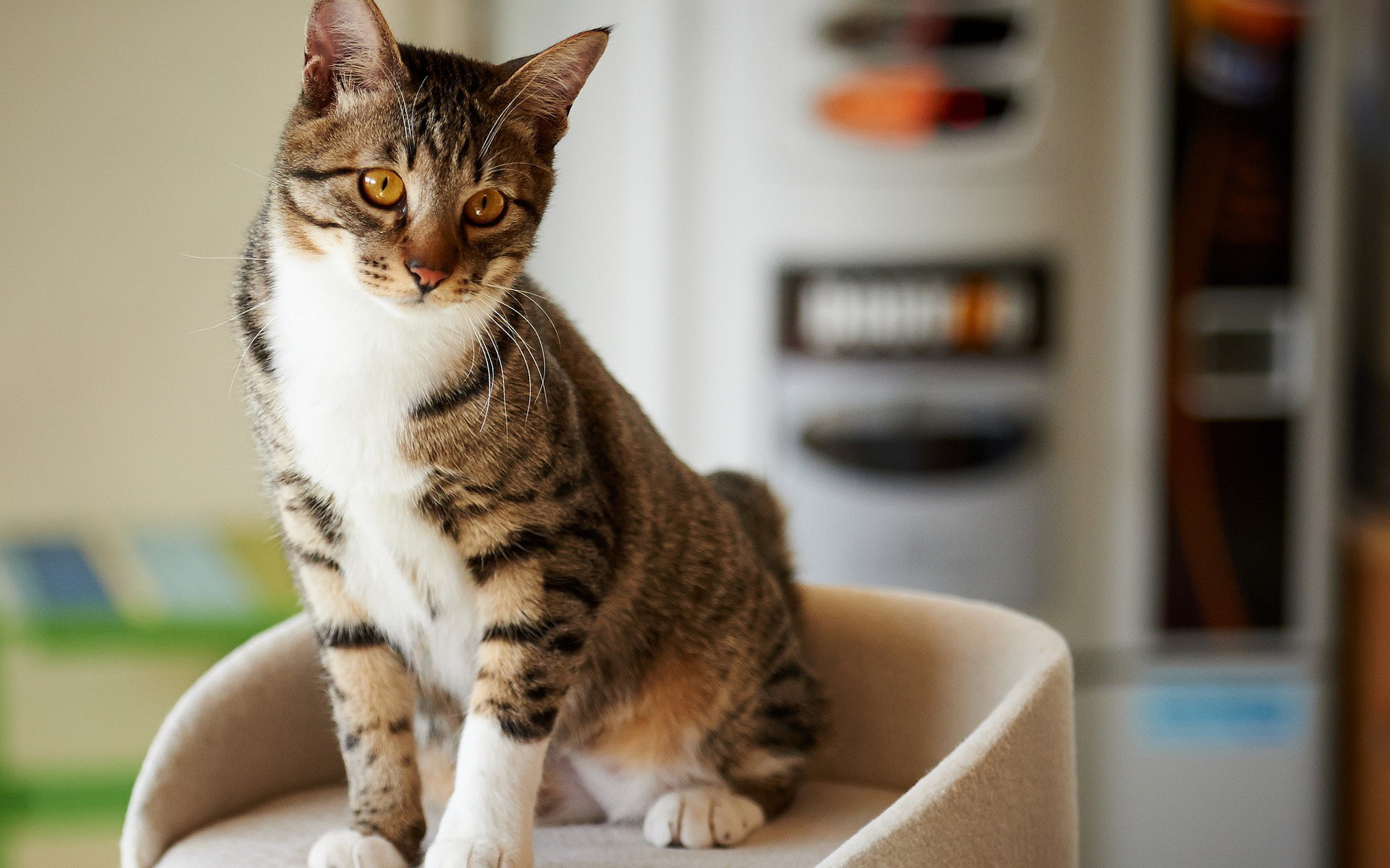 Téléchargez gratuitement l'image Animaux, Chat sur le bureau de votre PC