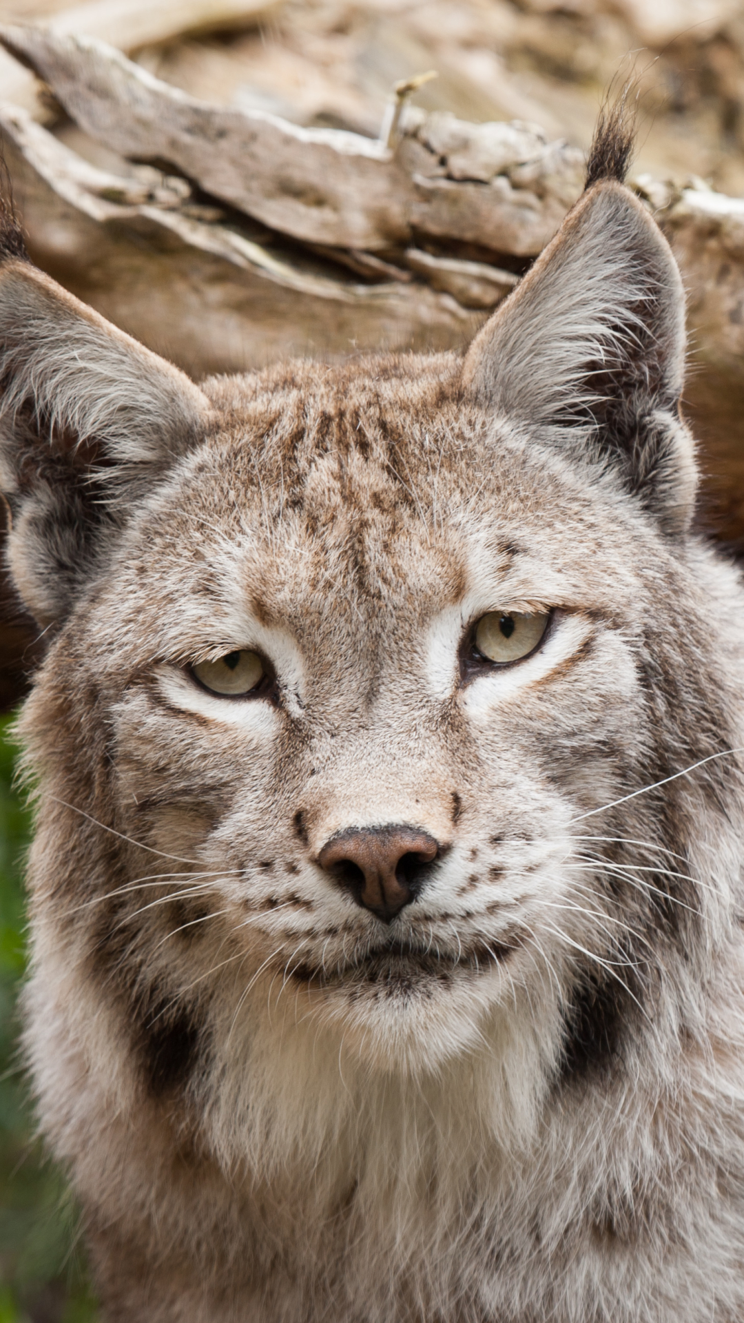 Handy-Wallpaper Tiere, Katzen, Luchs kostenlos herunterladen.