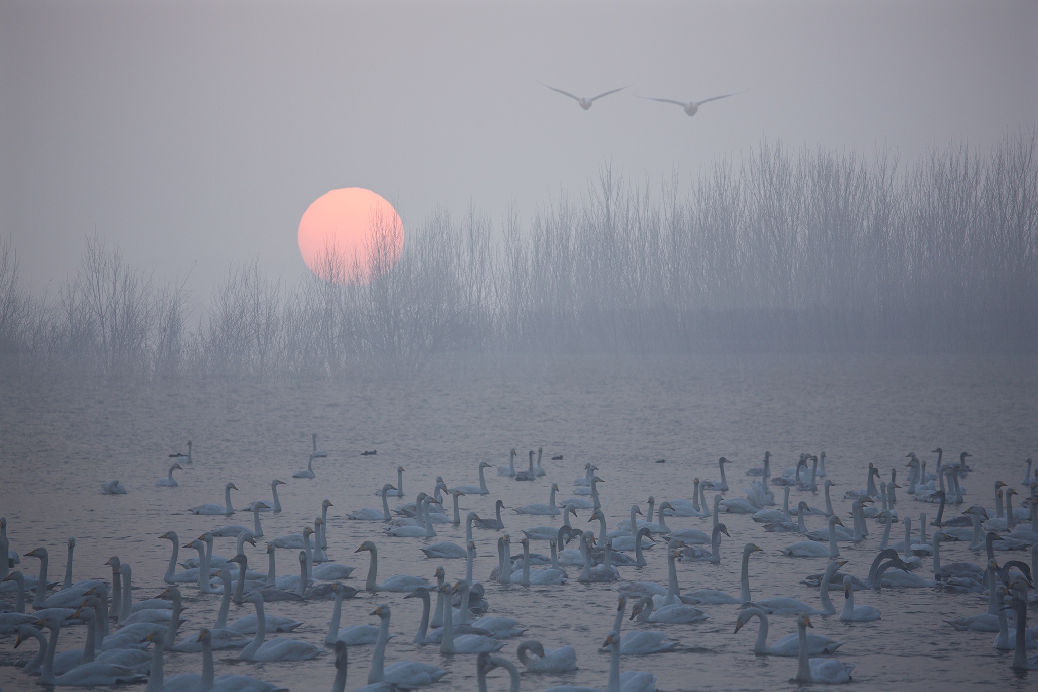 animal, whooper swan, bird, flock of birds, lake, sunset, swan, birds