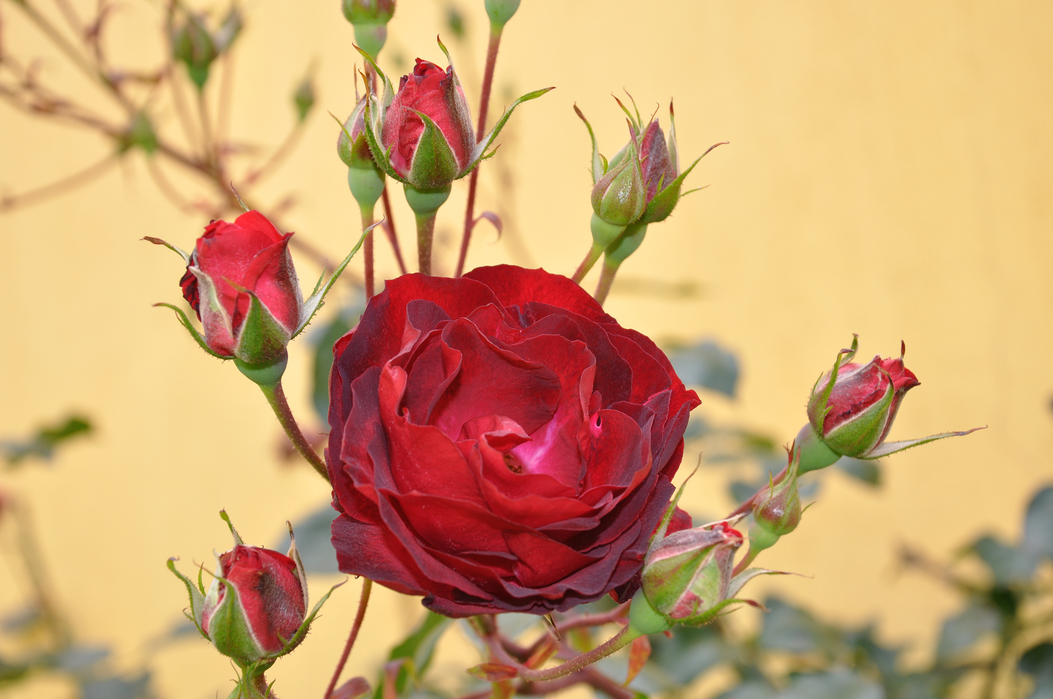 Téléchargez gratuitement l'image Fleurs, Rose, Terre/nature sur le bureau de votre PC