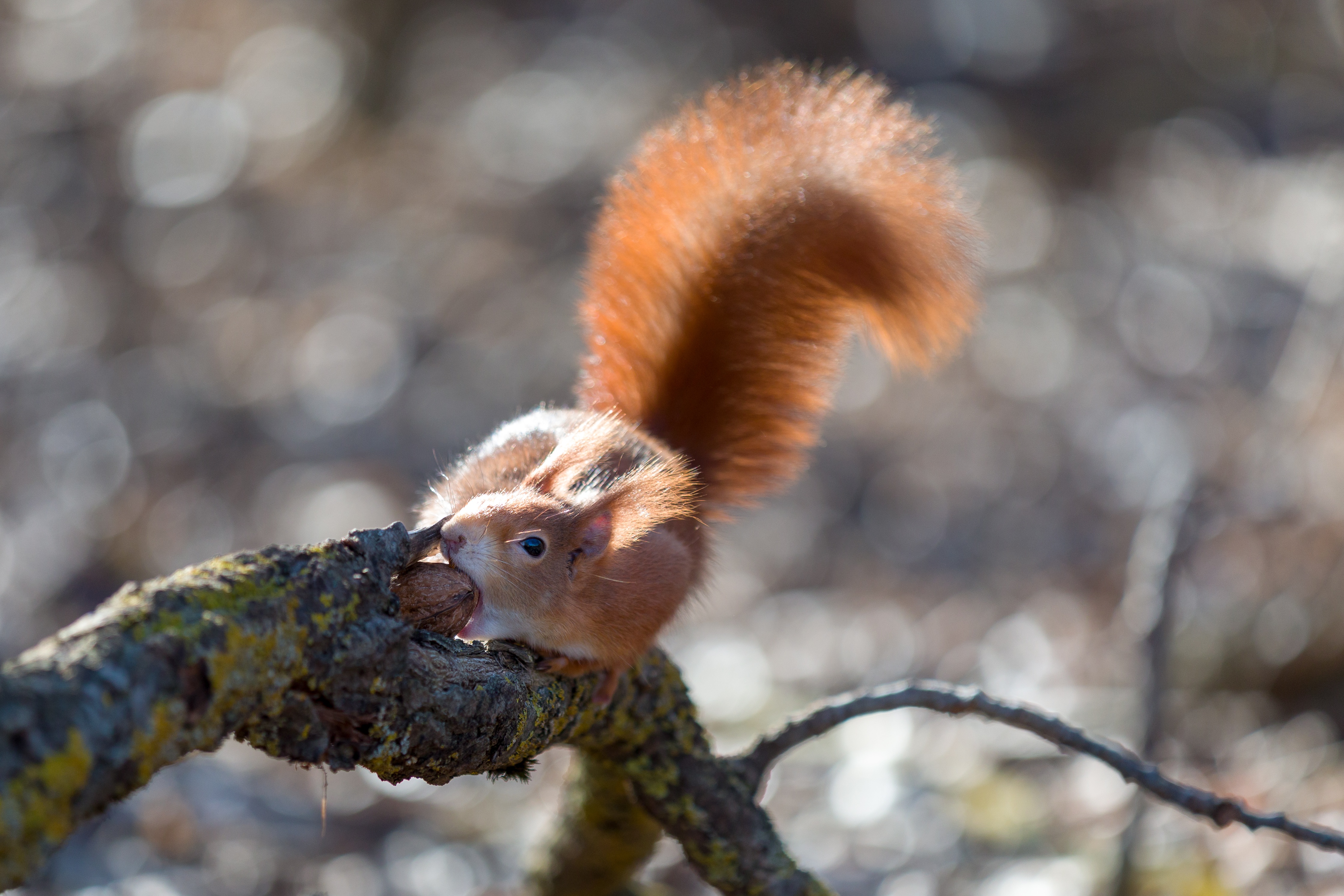 Download mobile wallpaper Squirrel, Animal, Rodent for free.