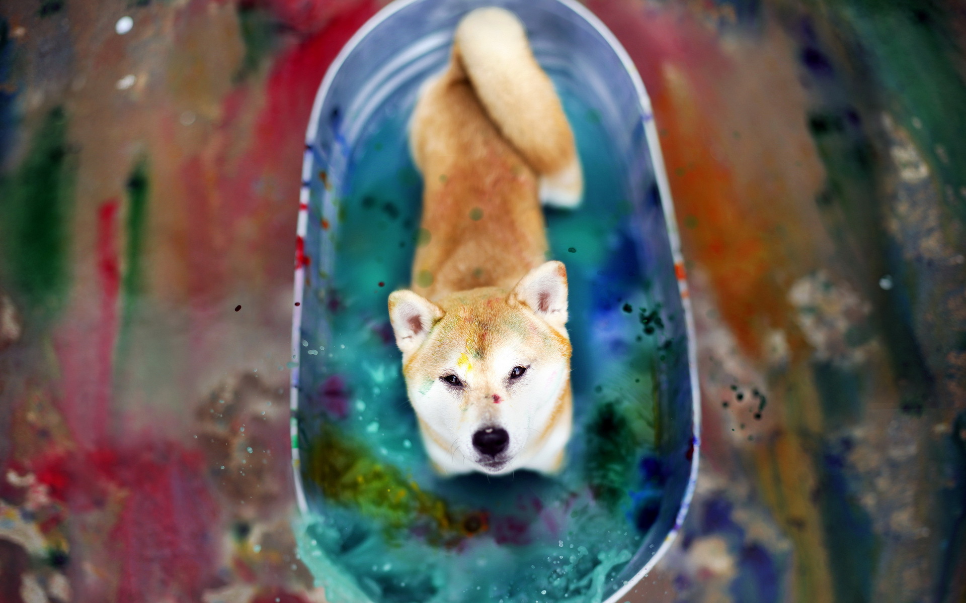 animal, shiba inu, colors, dog, water, dogs