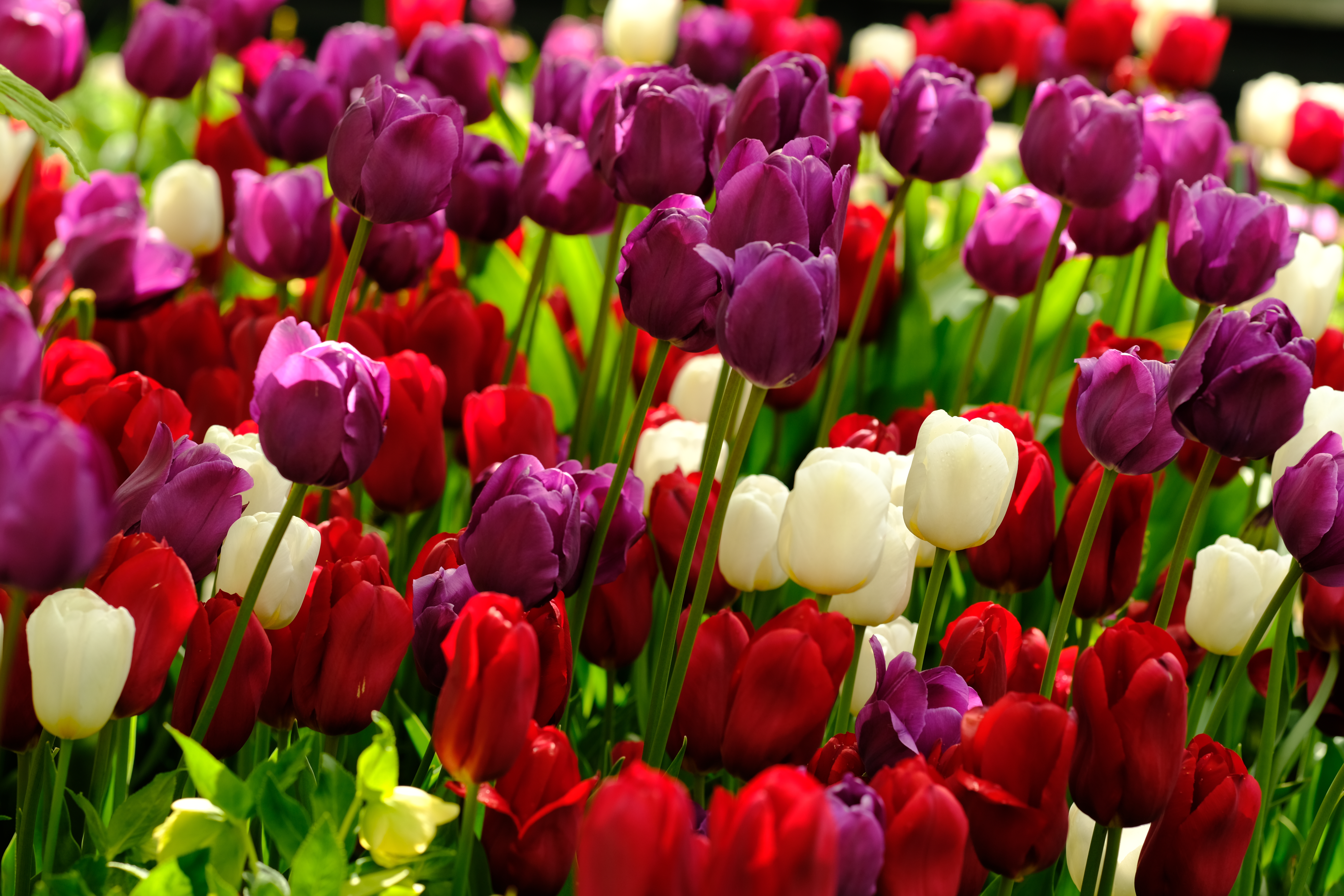 Скачать картинку Разноцветный, Тюльпаны, Растения, Цветы в телефон бесплатно.