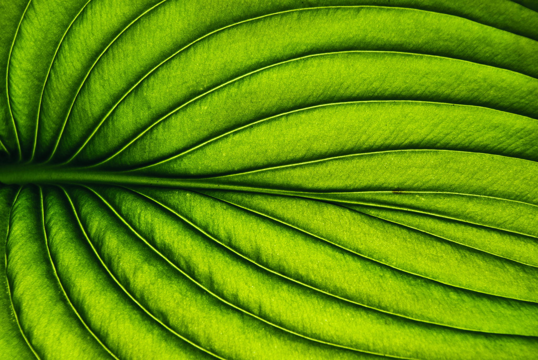 Laden Sie das Makro, Blatt, Erde/natur, Planze-Bild kostenlos auf Ihren PC-Desktop herunter