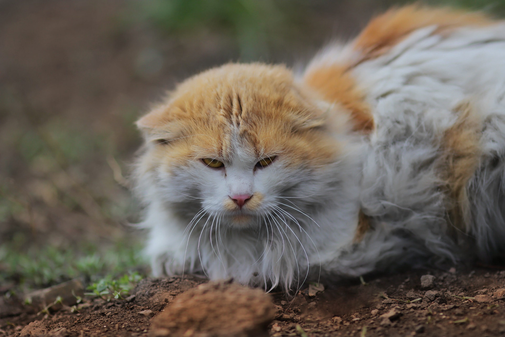 Handy-Wallpaper Tiere, Katzen, Katze kostenlos herunterladen.