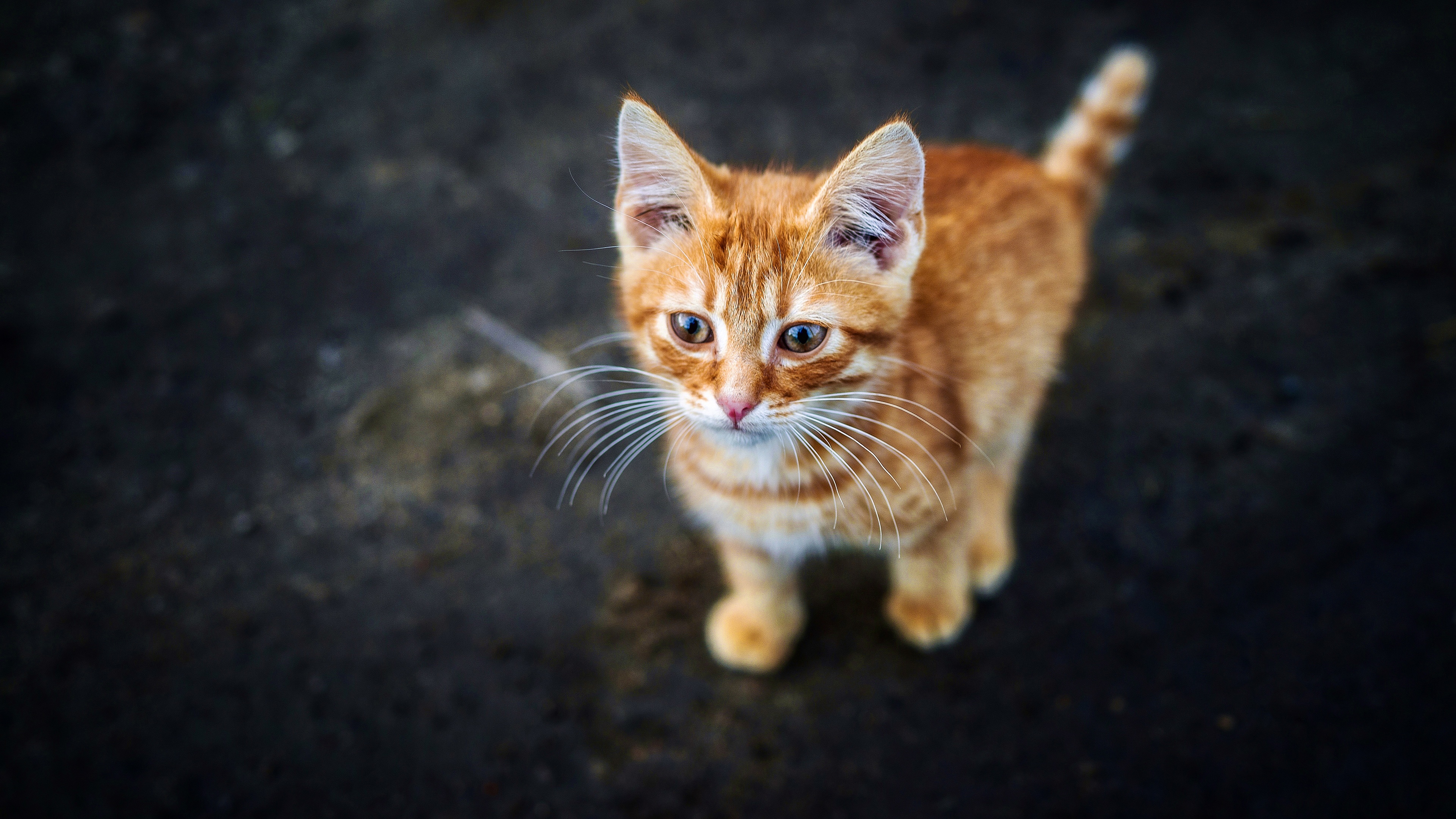 Téléchargez gratuitement l'image Animaux, Chats, Chat, Chaton sur le bureau de votre PC