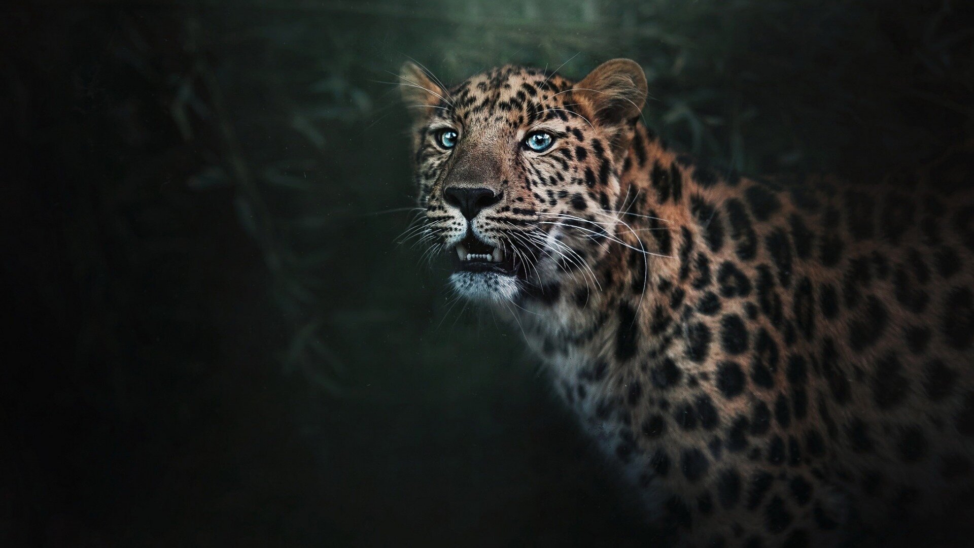 Скачать картинку Животные, Леопард в телефон бесплатно.