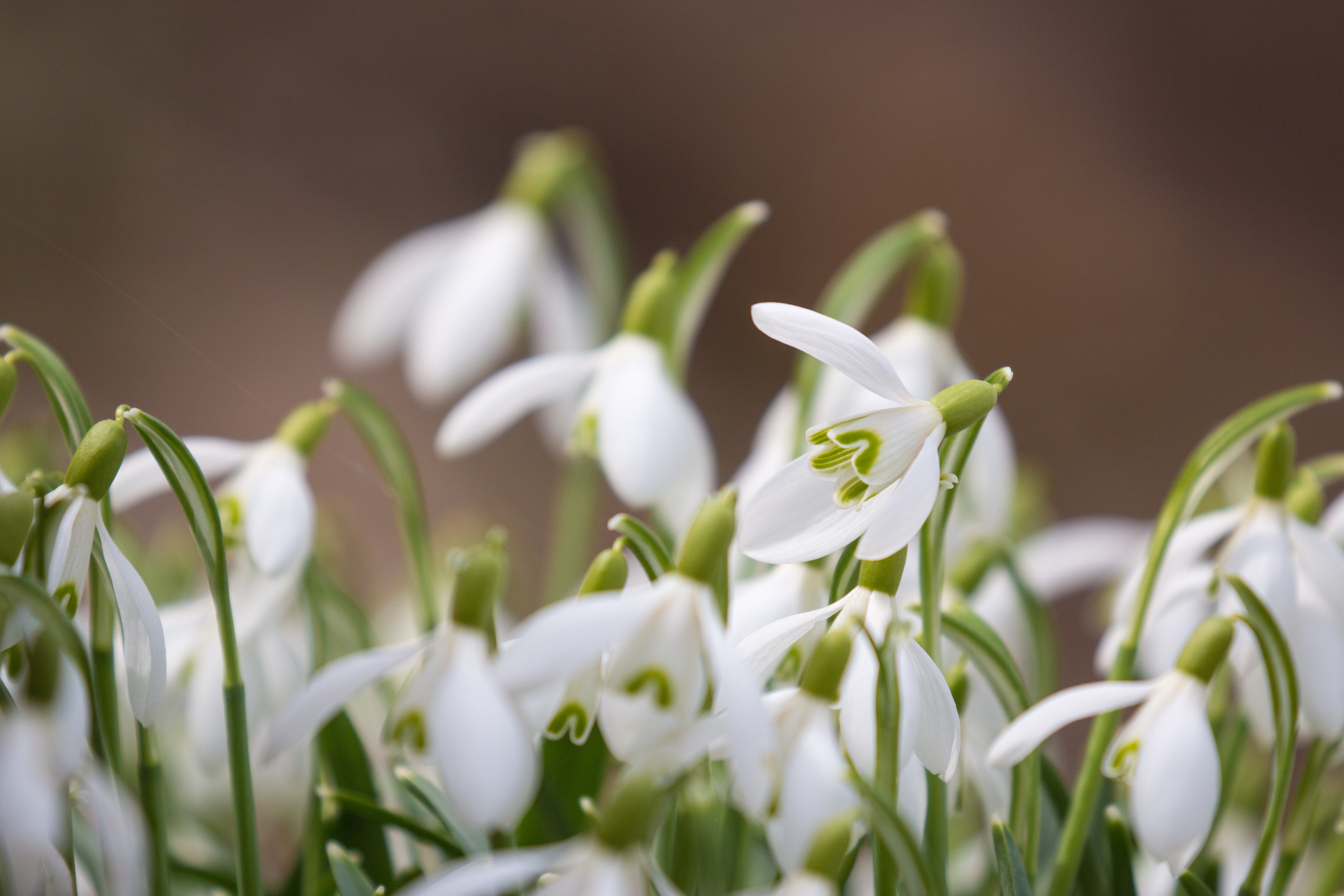 Download mobile wallpaper Nature, Flowers, Flower, Close Up, Earth, Spring, Snowdrop, White Flower for free.