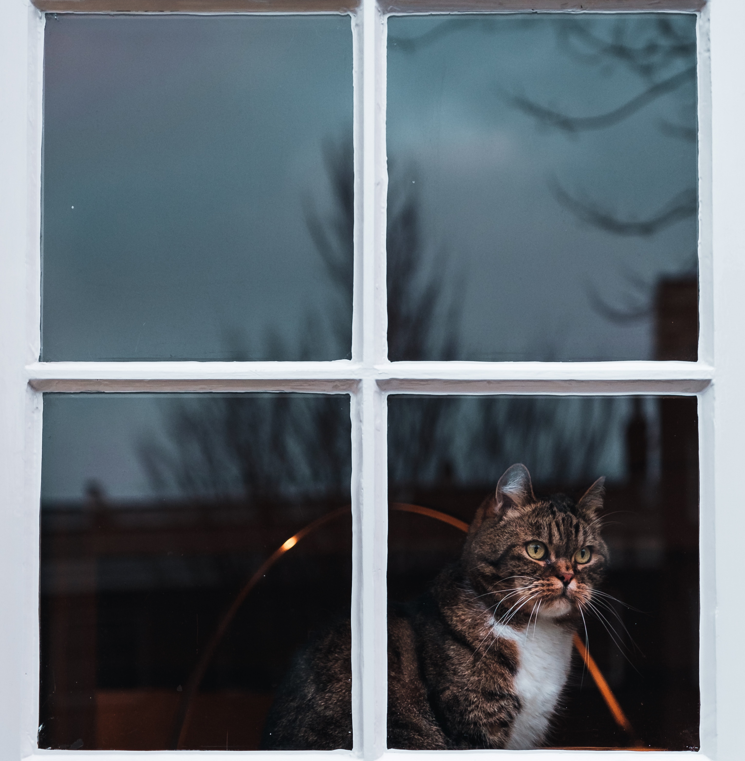 animals, cat, window, watch, to watch, expectation, waiting