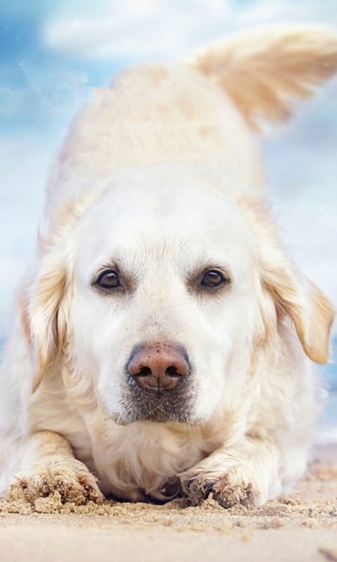 Handy-Wallpaper Tiere, Hunde, Strand, Hund, Golden Retriever kostenlos herunterladen.