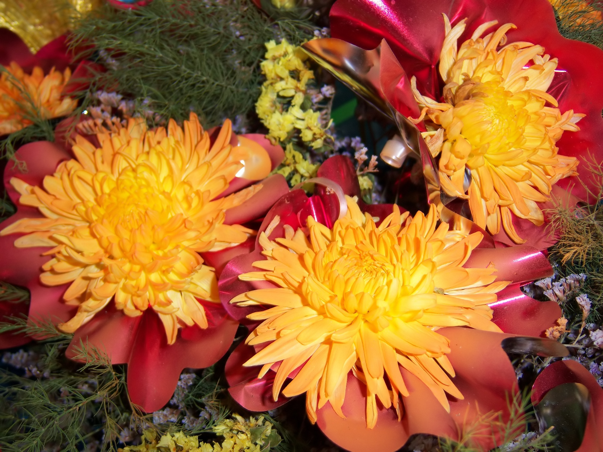 Laden Sie das Chrysantheme, Blume, Menschengemacht-Bild kostenlos auf Ihren PC-Desktop herunter