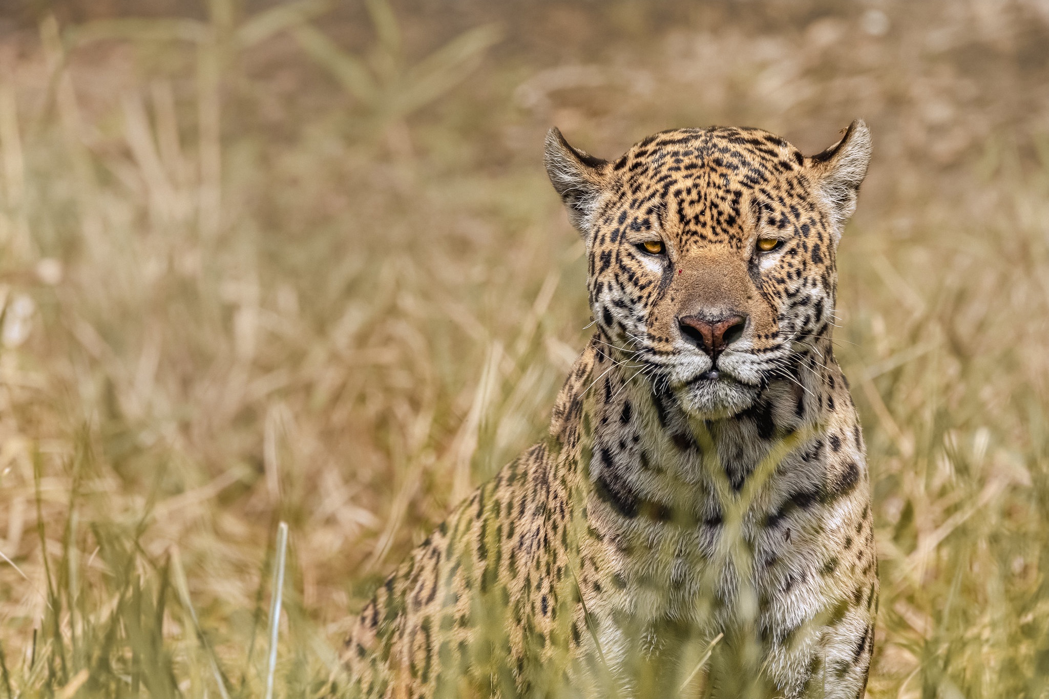 Download mobile wallpaper Cats, Jaguar, Animal for free.