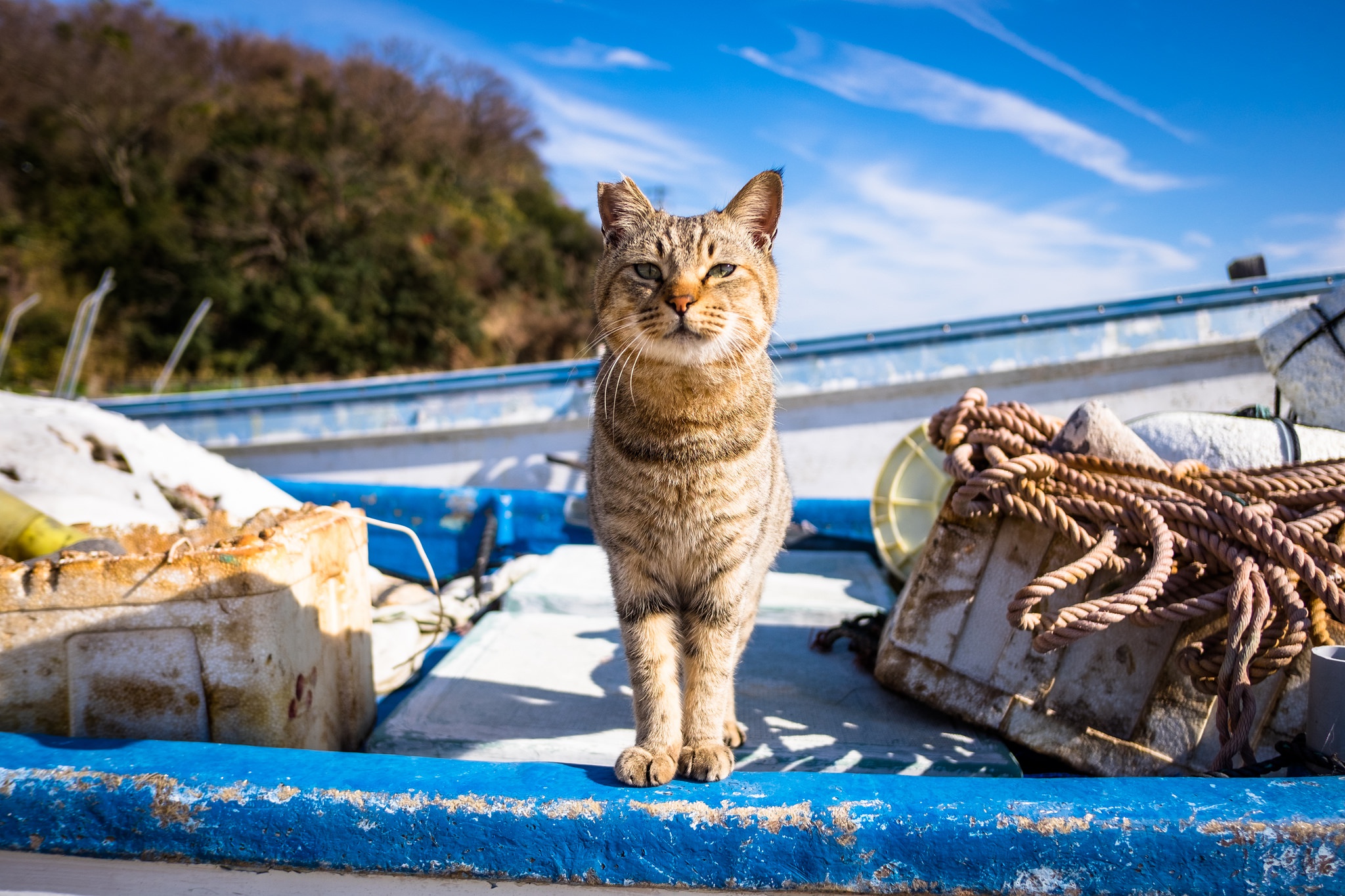 PCデスクトップに動物, ネコ, 猫, 見詰める画像を無料でダウンロード