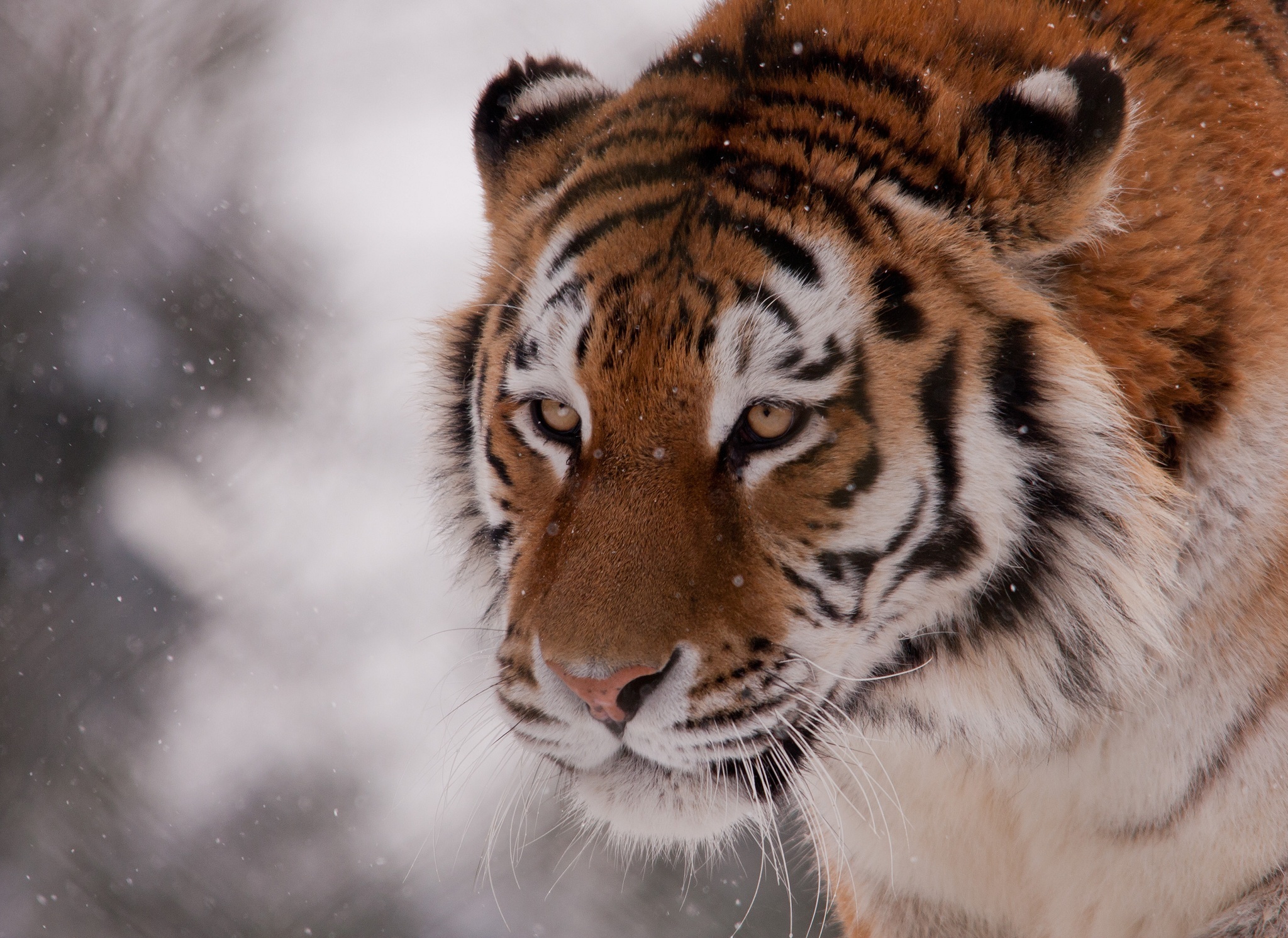 Descarga gratuita de fondo de pantalla para móvil de Gatos, Animales, Tigre.