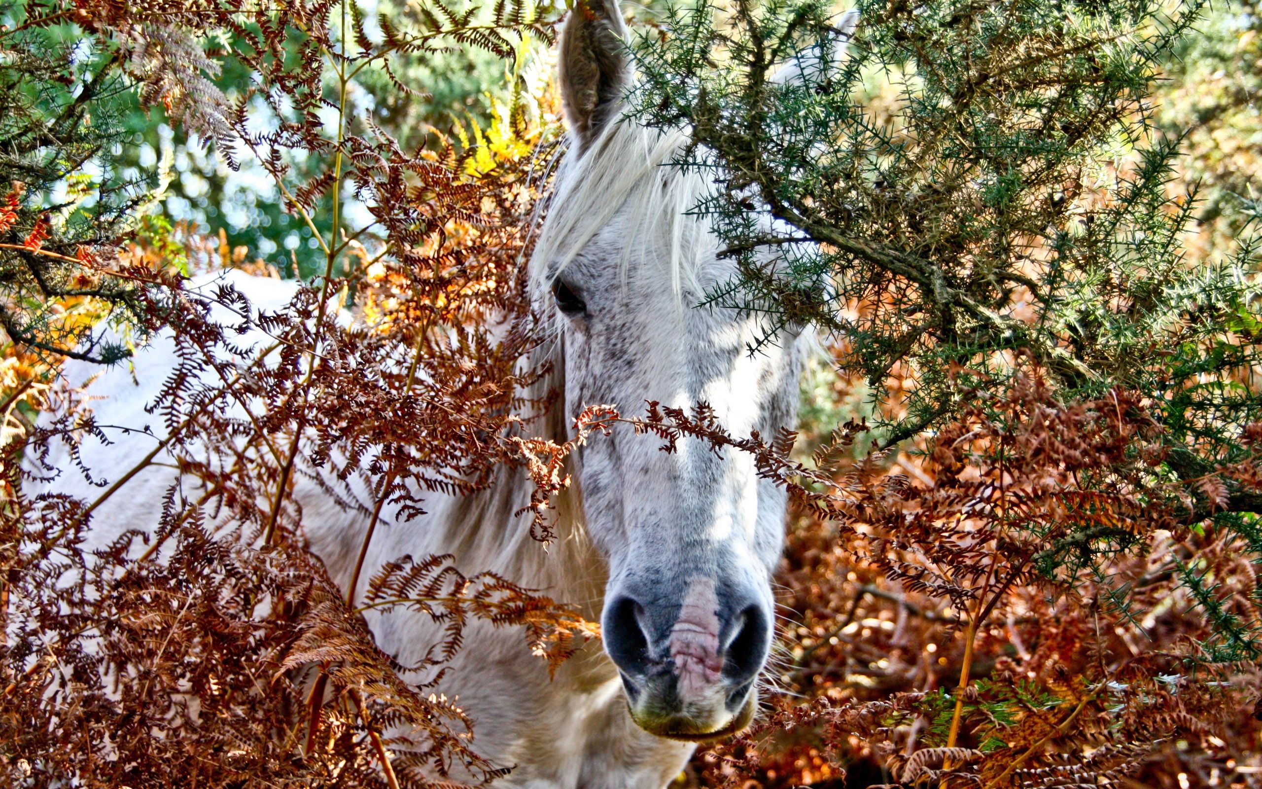animals, trees, head, horse, peek out, look out HD wallpaper