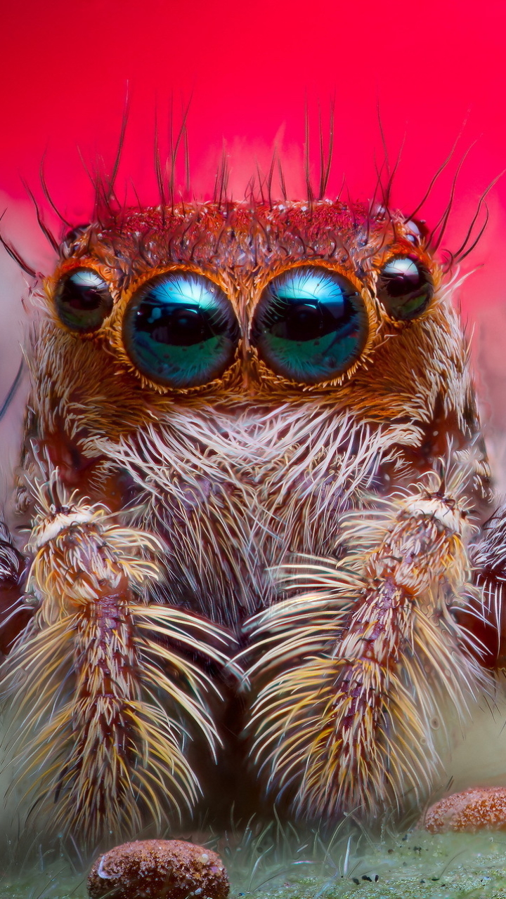 Download mobile wallpaper Spiders, Animal, Jumping Spider for free.