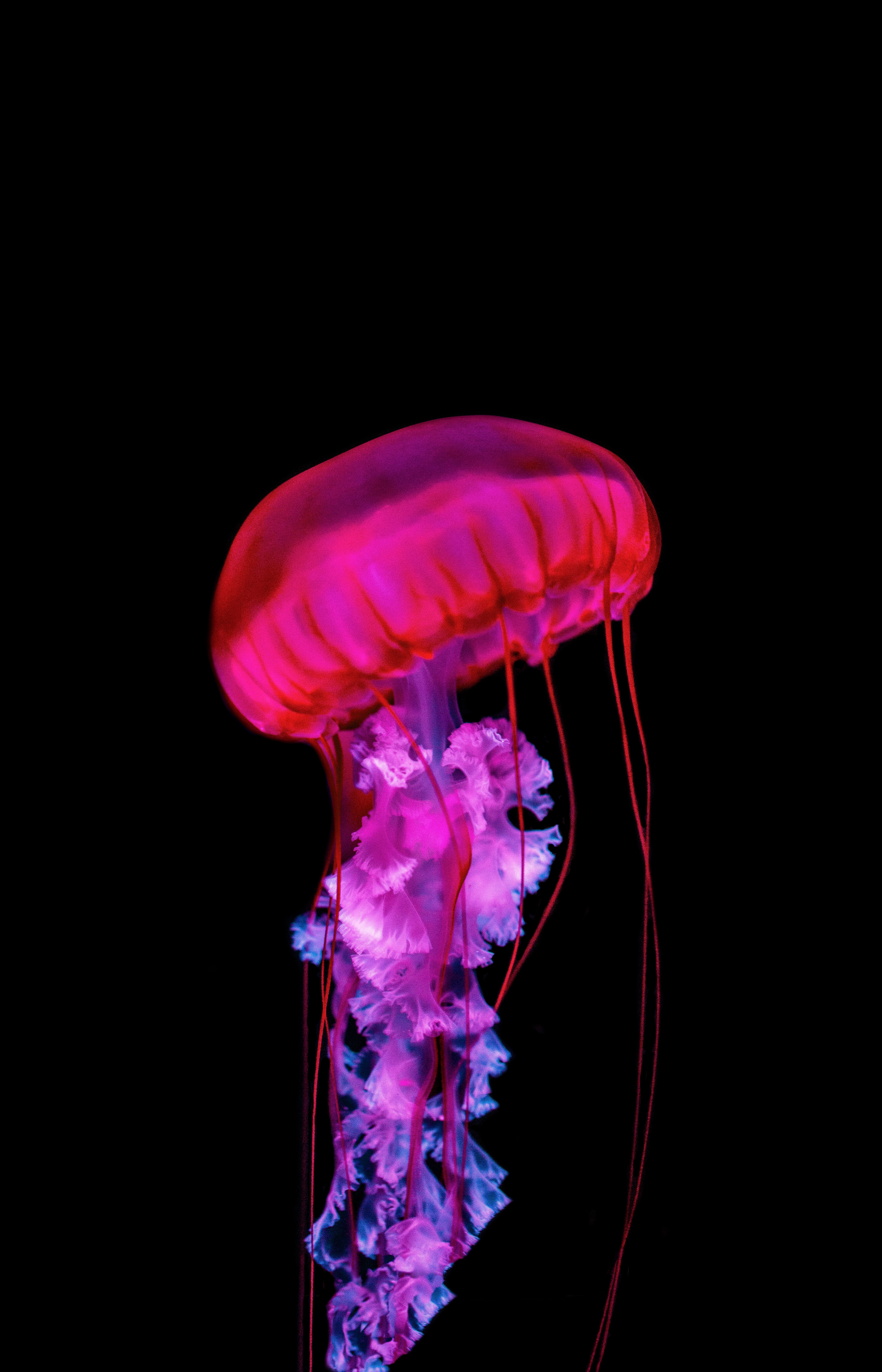 jellyfish, red, under water, animals, tentacles, underwater