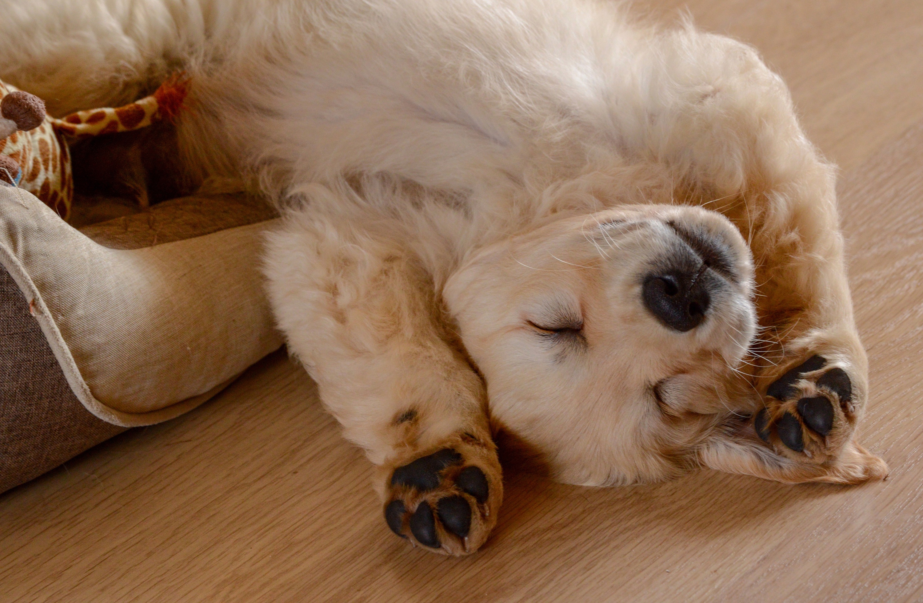 Descarga gratuita de fondo de pantalla para móvil de Animales, Perros, Perro, Cachorro, Perro Perdiguero De Oro, Dormido, Bebe Animal.