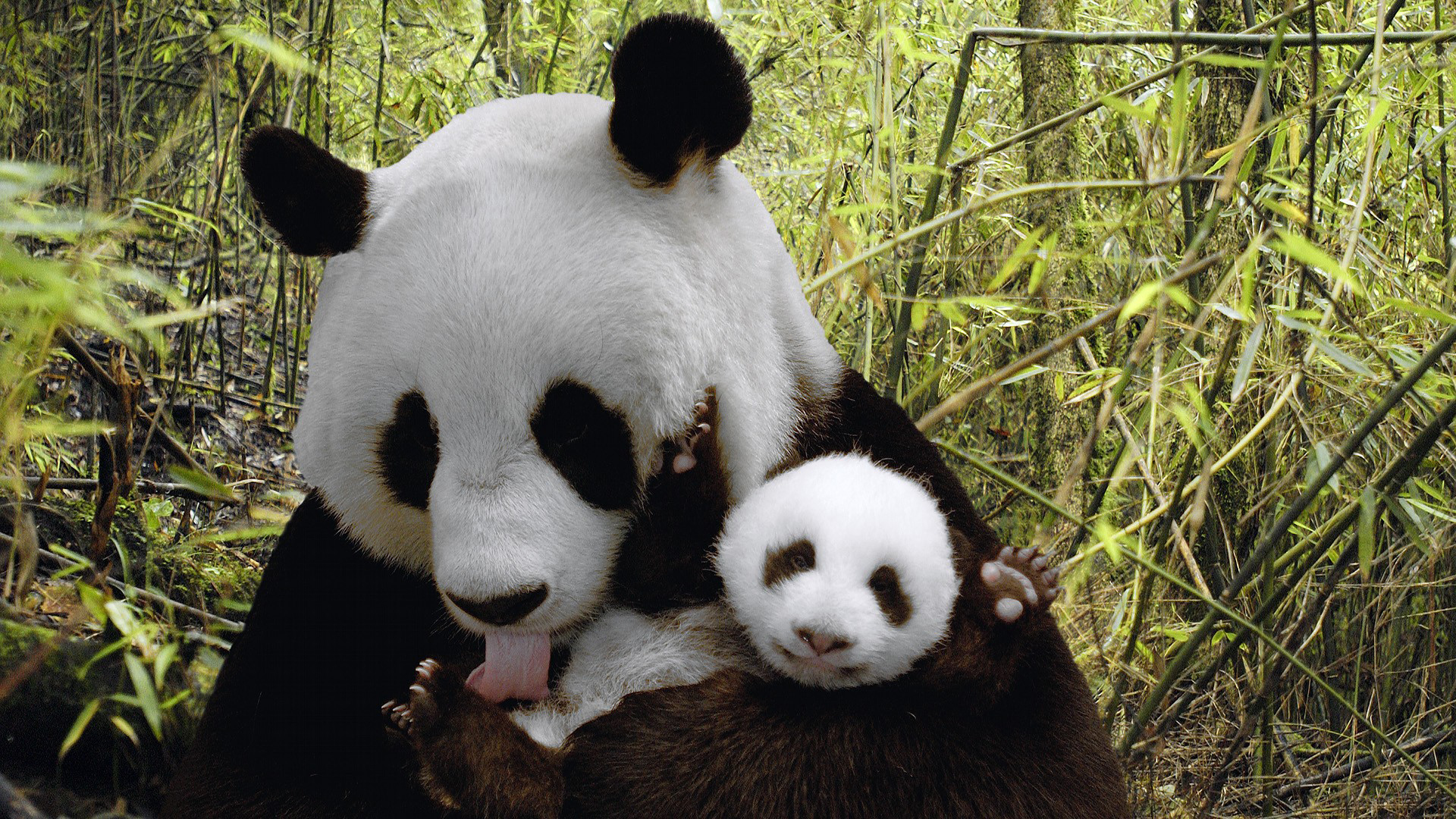 48292 скачать картинку панды, животные - обои и заставки бесплатно