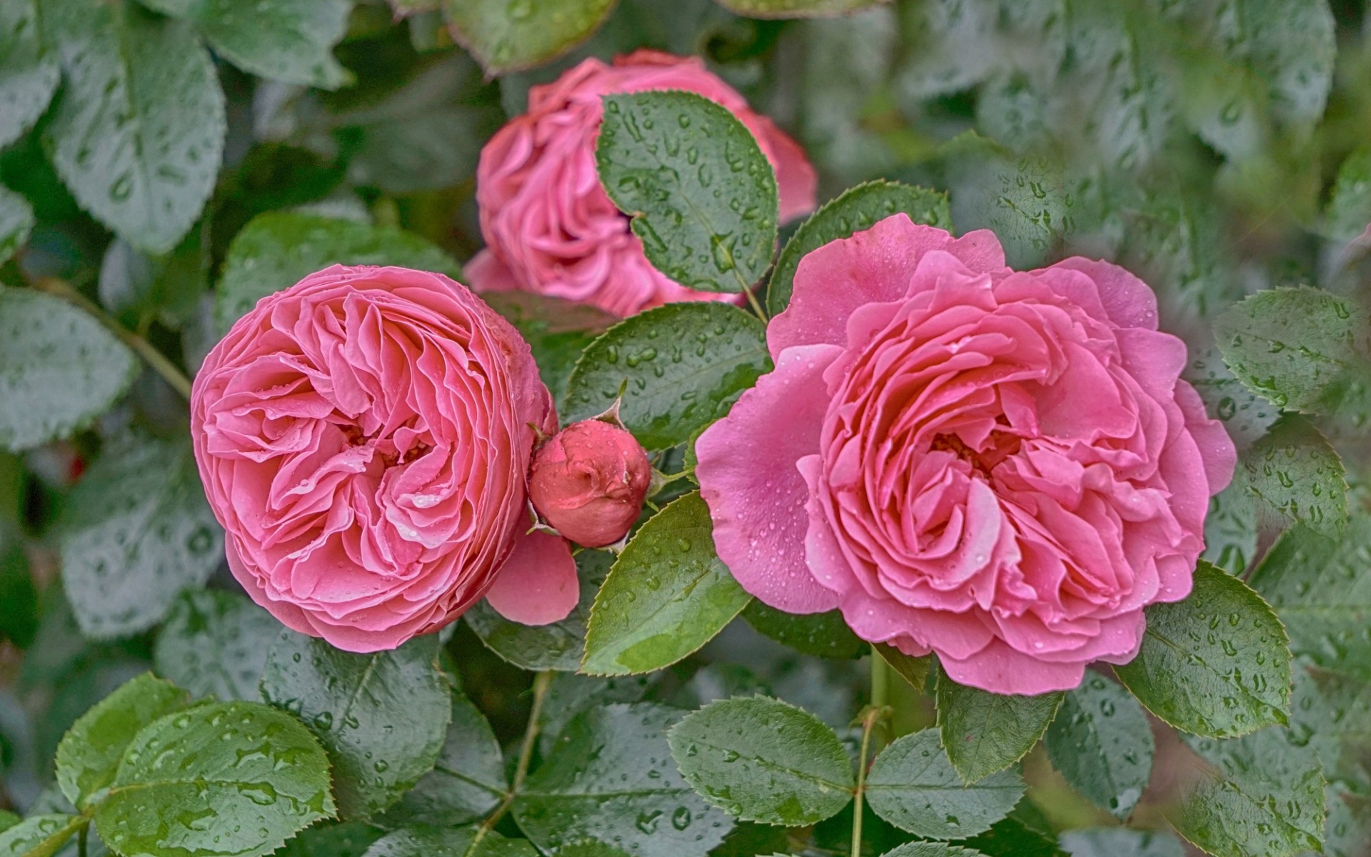 無料モバイル壁紙フラワーズ, 花, 薔薇, 地球, 雨滴をダウンロードします。