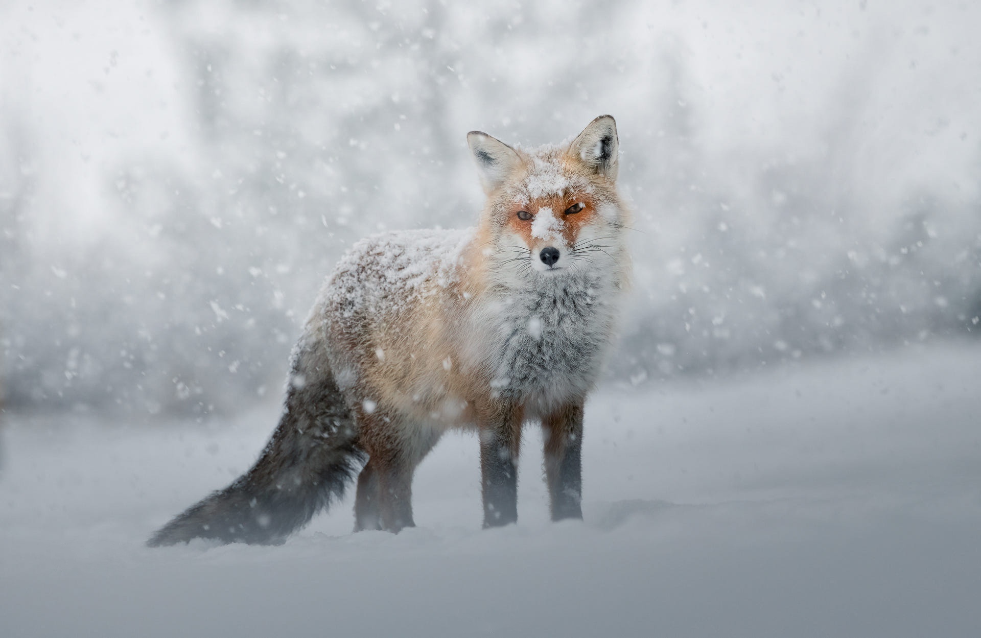 Download mobile wallpaper Fox, Animal, Snowfall for free.