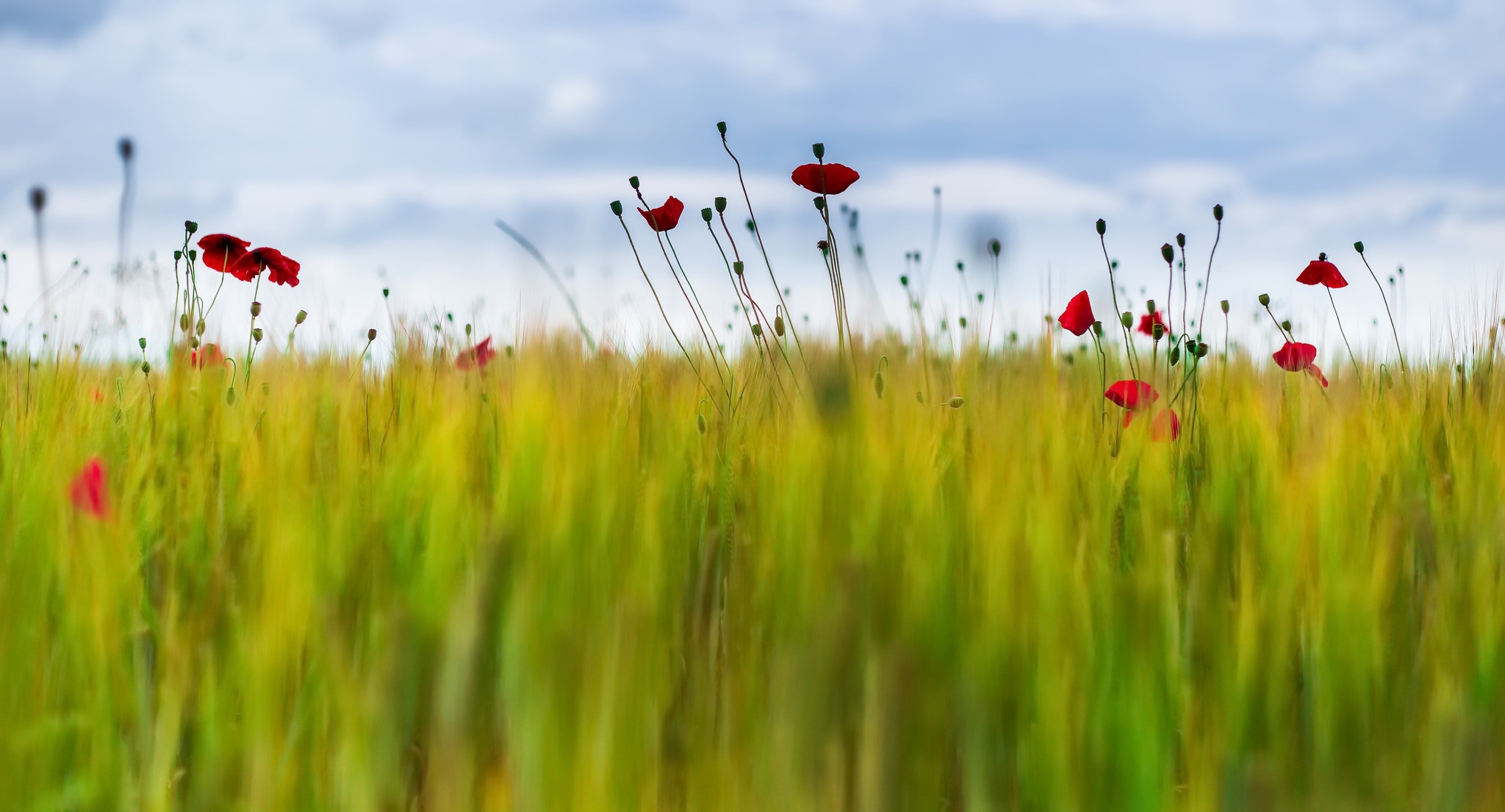 Handy-Wallpaper Natur, Blumen, Mohn, Sommer, Blume, Feld, Erde/natur kostenlos herunterladen.