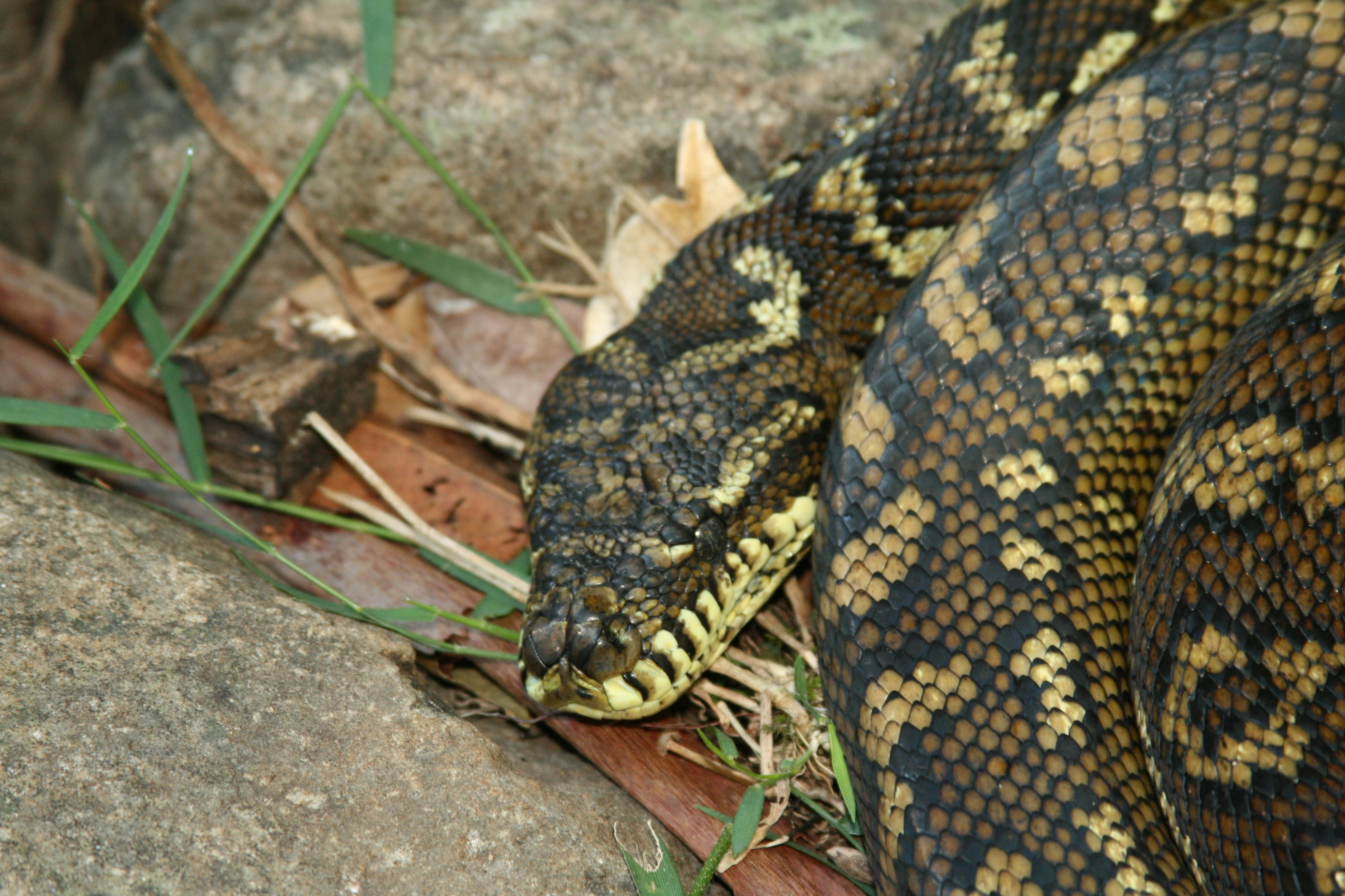 Handy-Wallpaper Python, Schlange, Reptilien, Tiere kostenlos herunterladen.