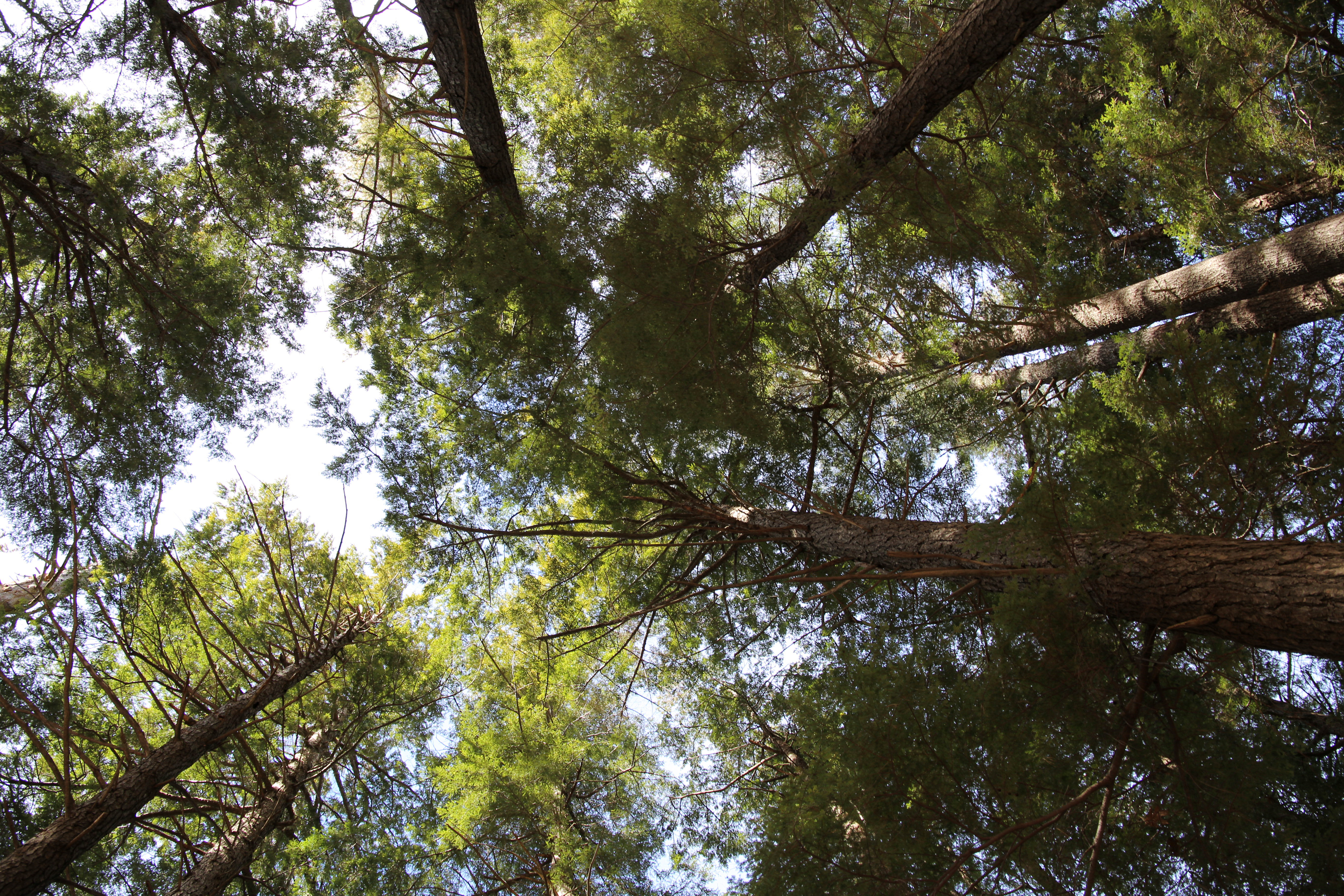 Скачати мобільні шпалери Природа, Дерева, Дерево, Земля, Верхівки Дерев безкоштовно.