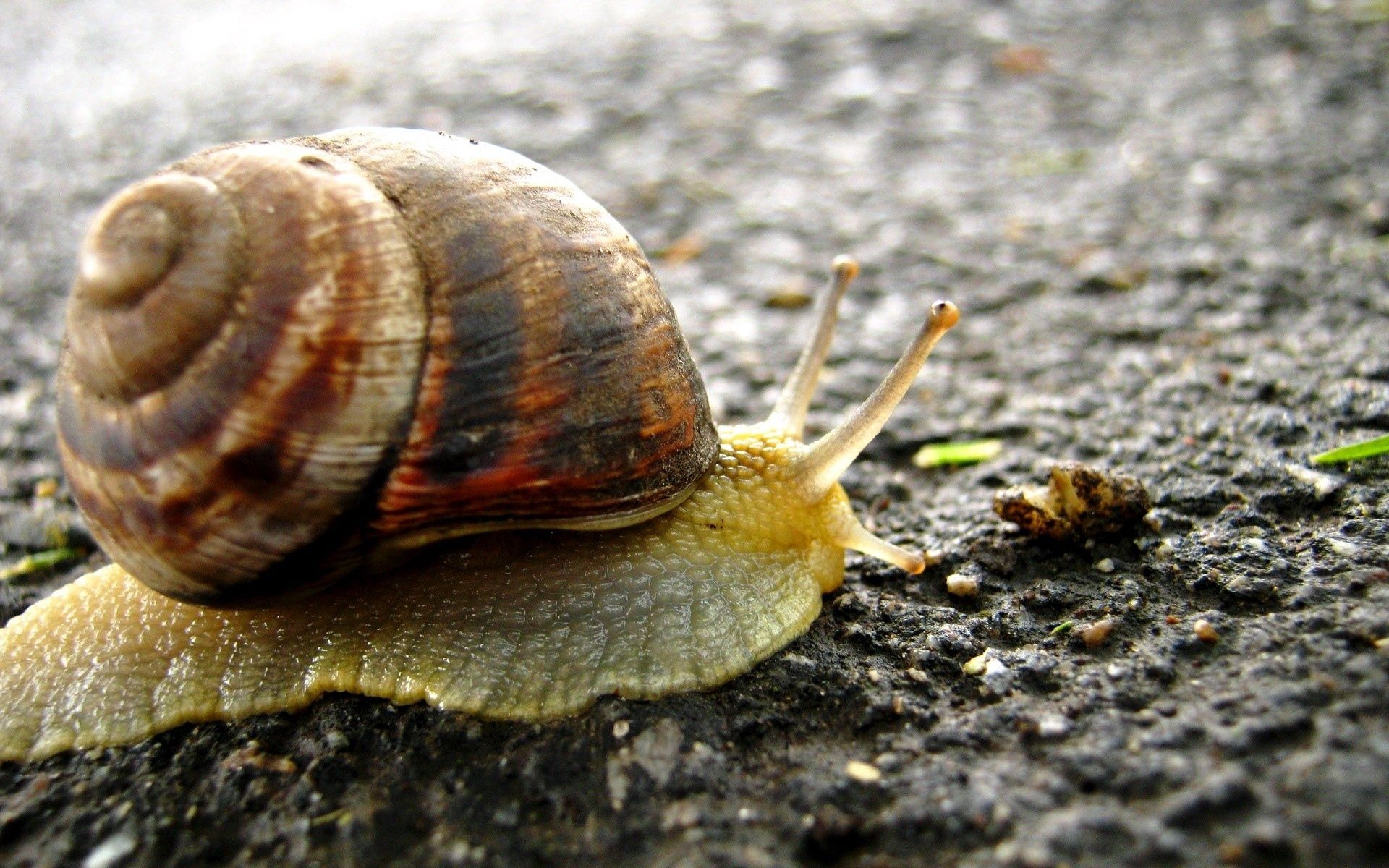 animals, background, surface, snail, carapace, shell 1080p