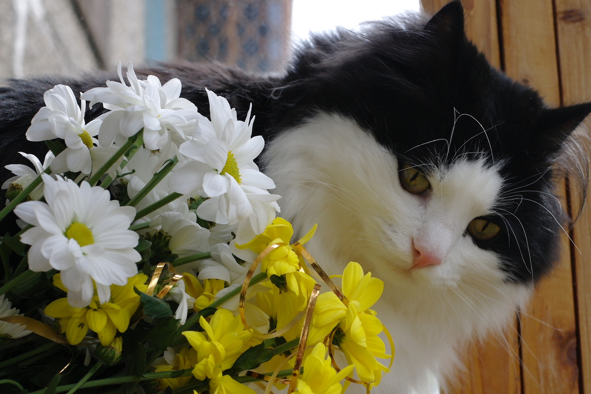 Download mobile wallpaper Animals, Muzzle, Bouquet, Fluffy, Cat, Flowers for free.