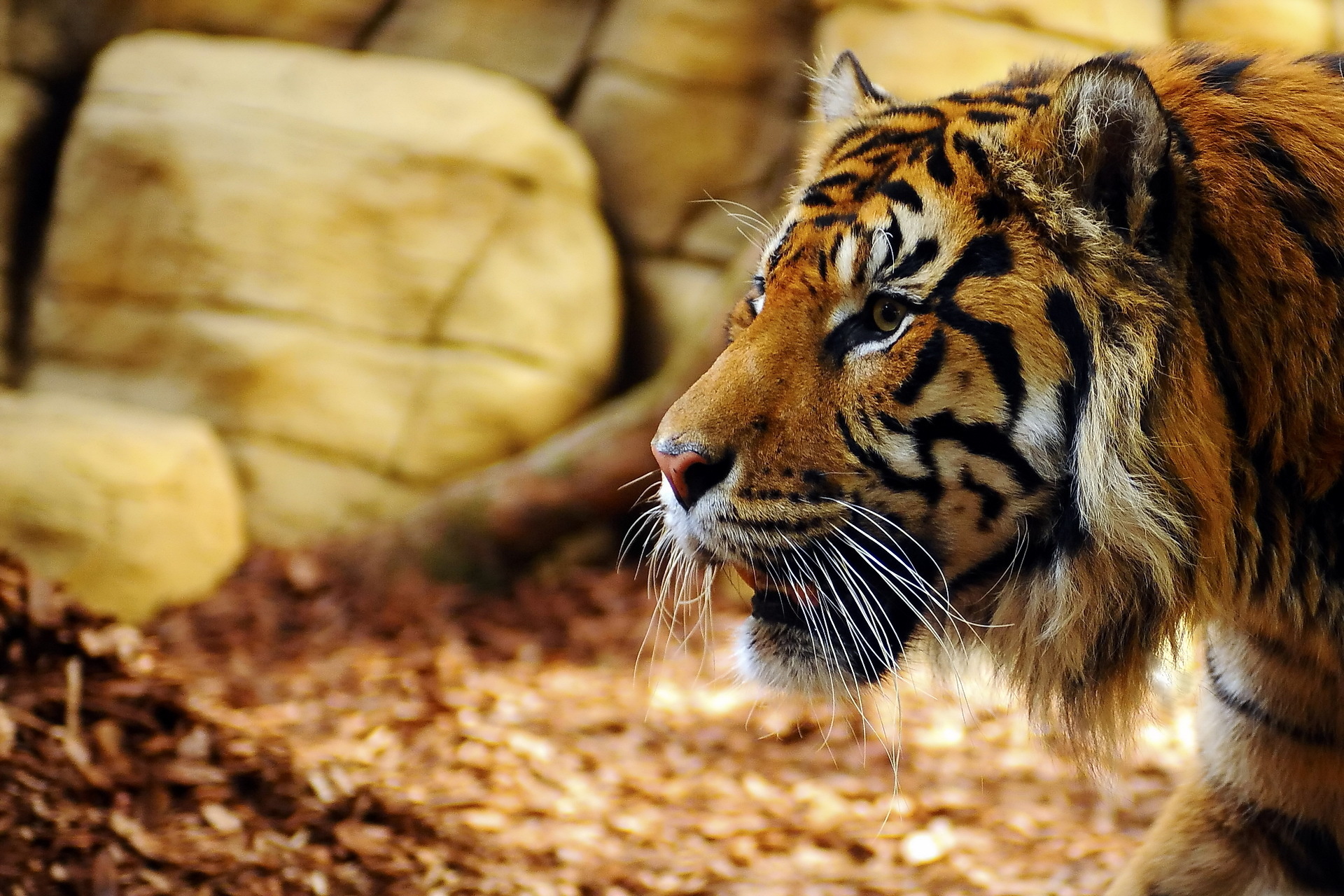 Download mobile wallpaper Animals, Muzzle, Grass, Predator, Big Cat, Tiger for free.