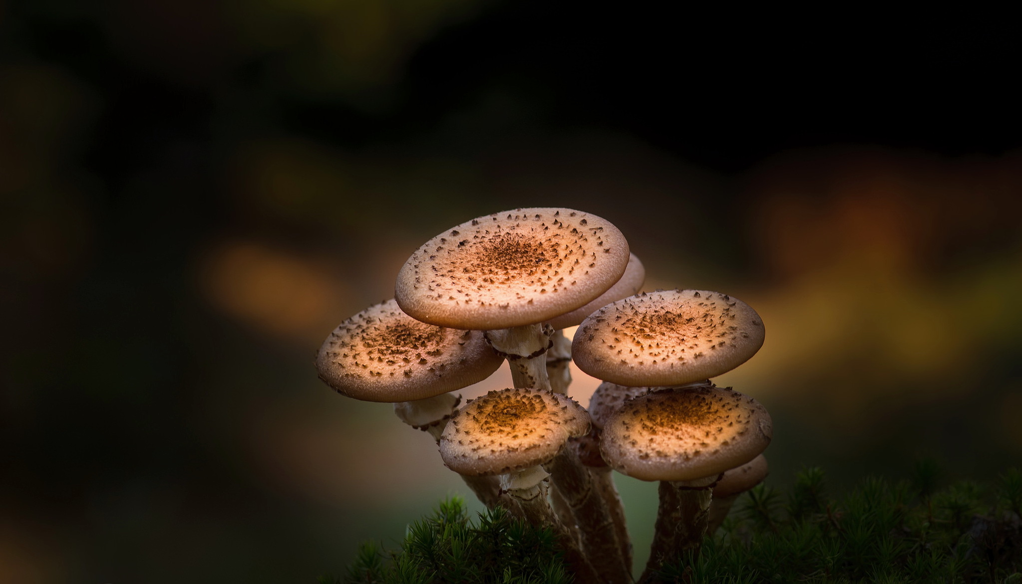 Laden Sie das Natur, Herbst, Nahansicht, Pilz, Erde/natur-Bild kostenlos auf Ihren PC-Desktop herunter