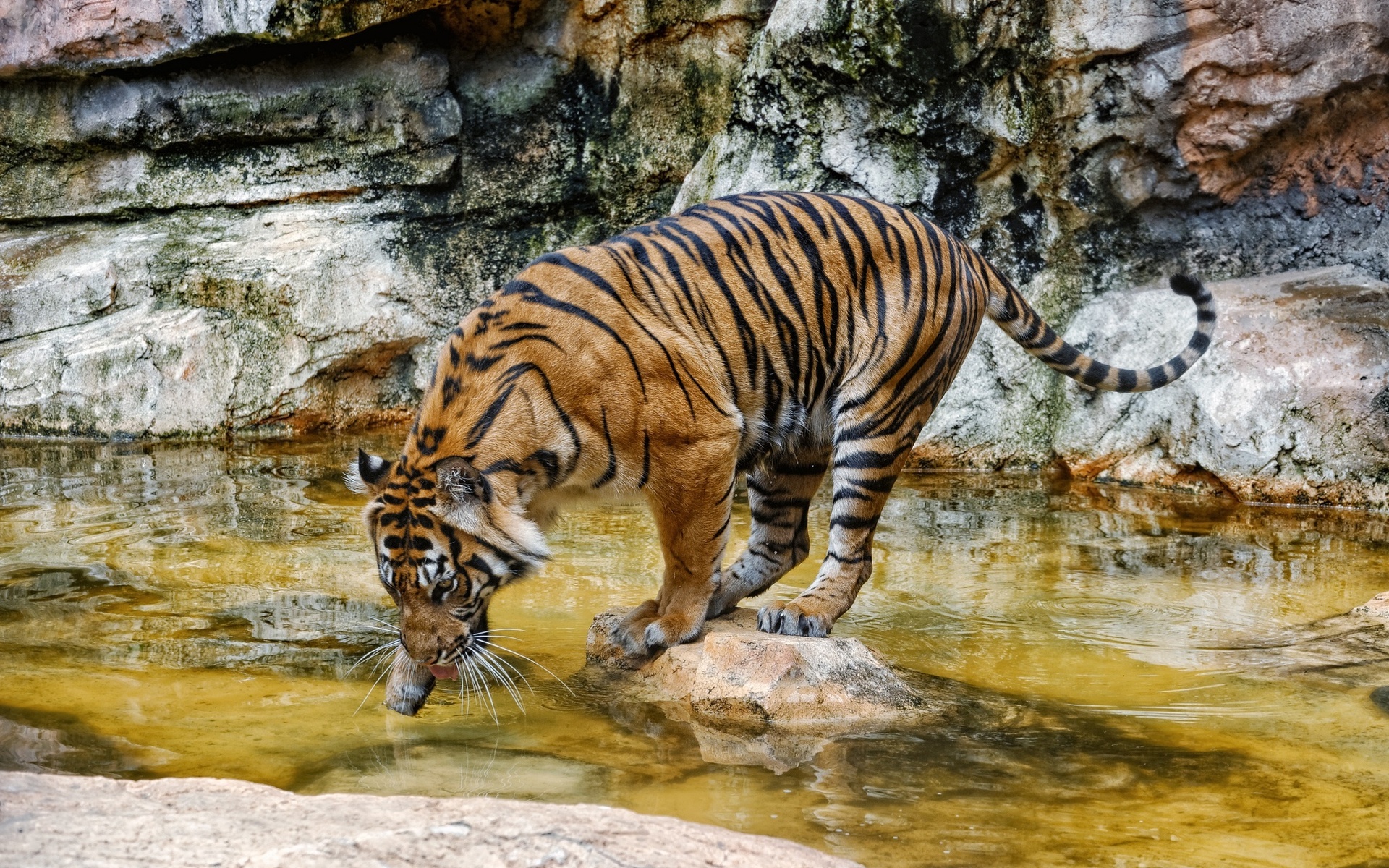 Laden Sie das Tiere, Katzen, Tiger-Bild kostenlos auf Ihren PC-Desktop herunter