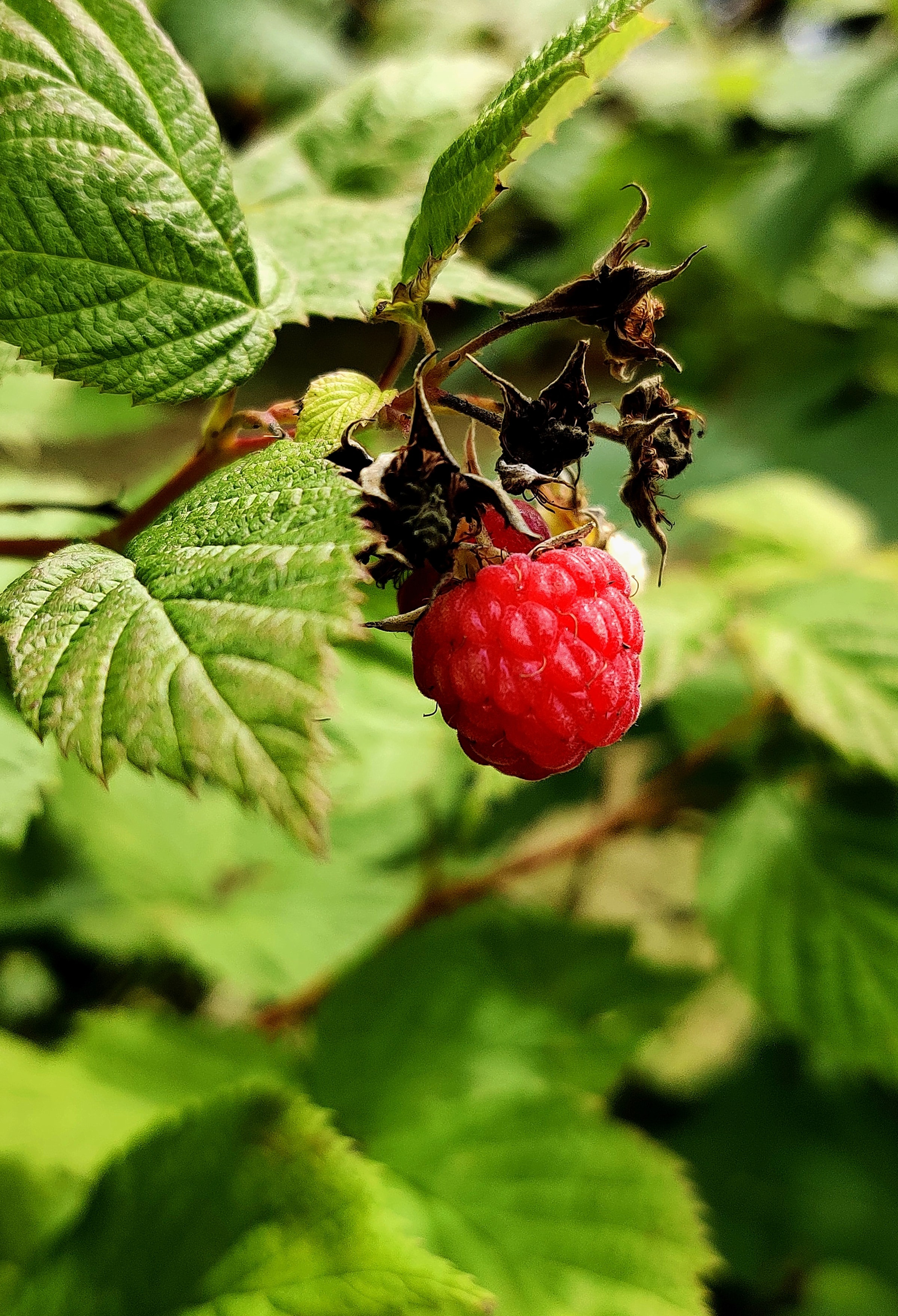 Free download wallpaper Raspberry, Berry, Branch, Food, Leaves on your PC desktop