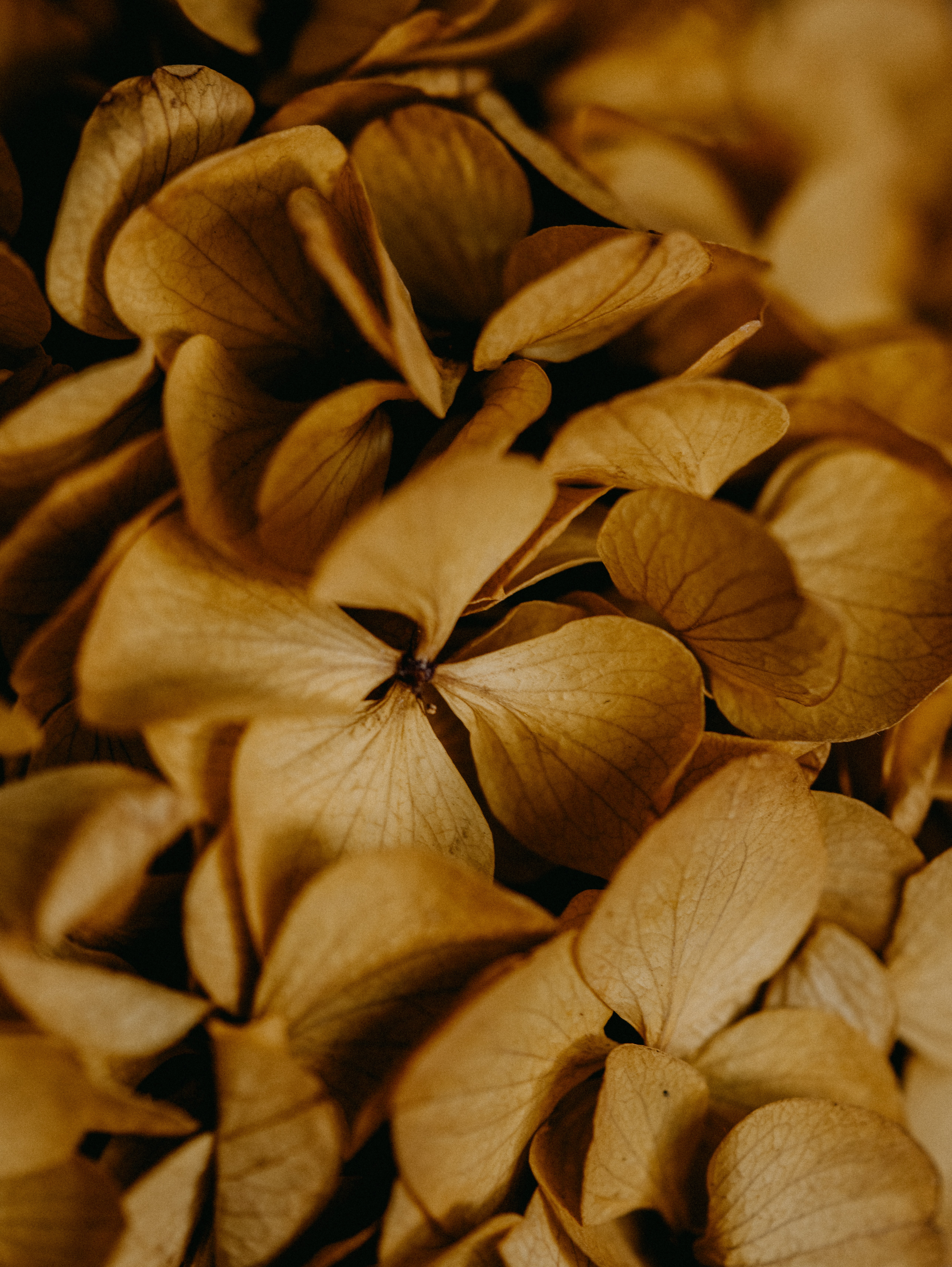 dry, flowers, macro, brown, hydrangea phone background