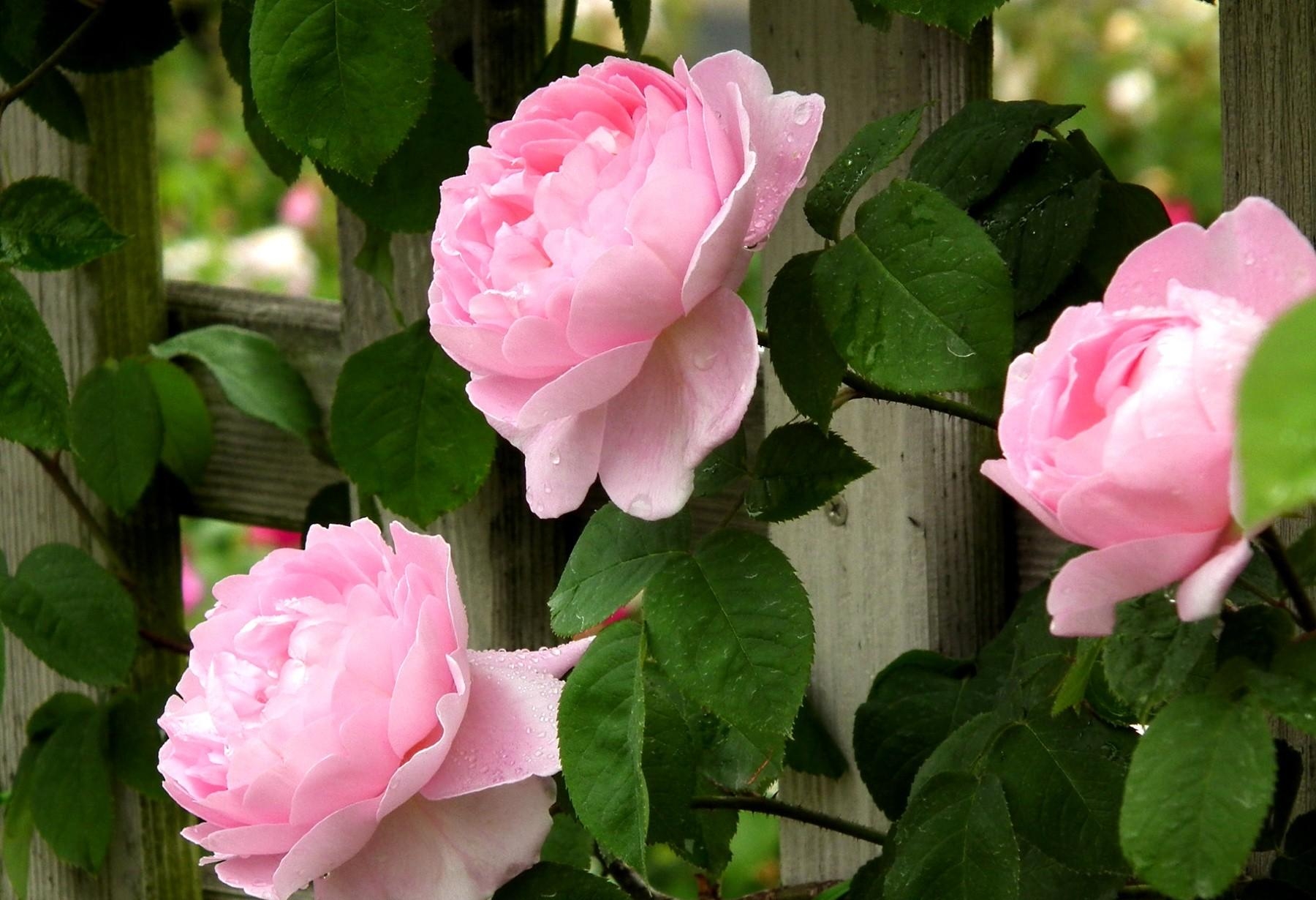 141575 скачать обои листья, свежесть, цветы, розы, розовые, бутоны, капли, забор - заставки и картинки бесплатно