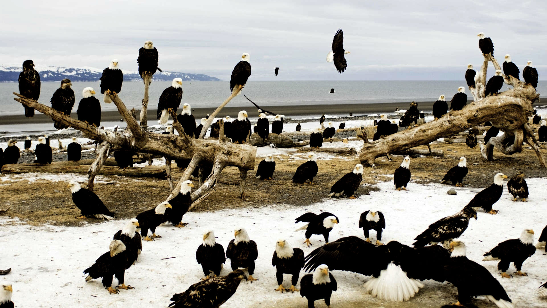 Baixar papel de parede para celular de Animais, Aves, Águia gratuito.