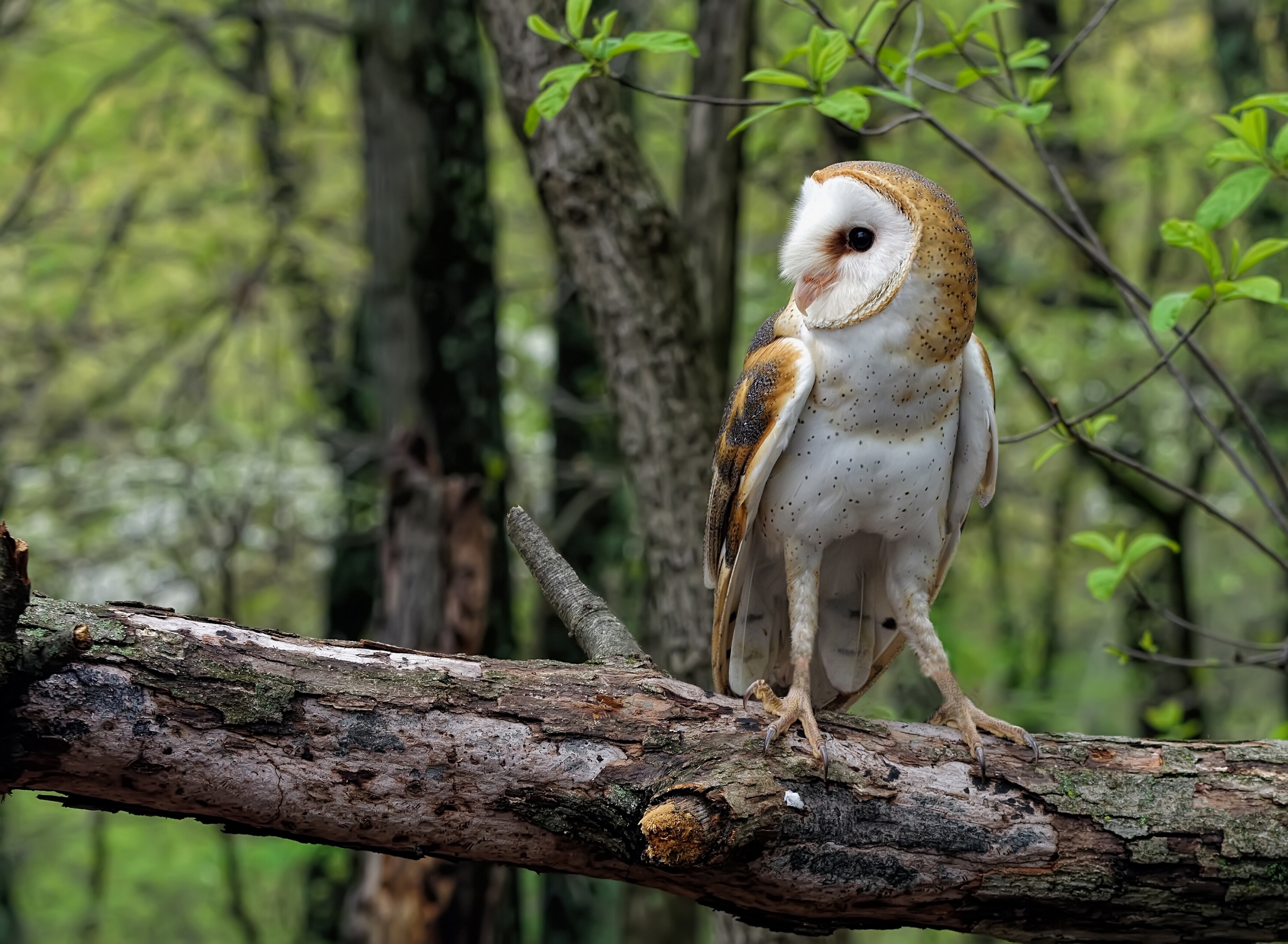 Download mobile wallpaper Birds, Owl, Forest, Branch, Animal, Bokeh, Barn Owl for free.
