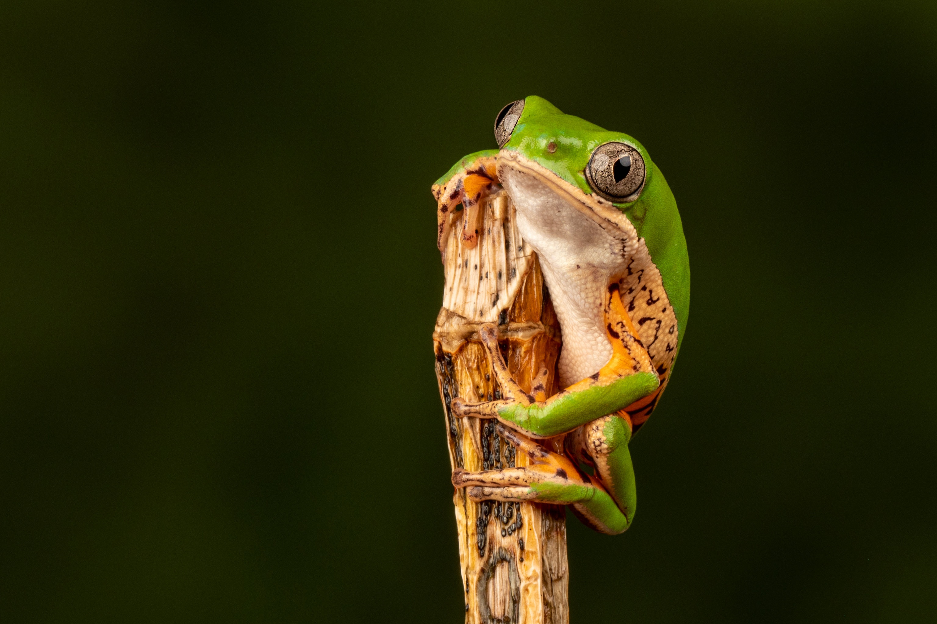 Download mobile wallpaper Frogs, Macro, Animal, Frog for free.