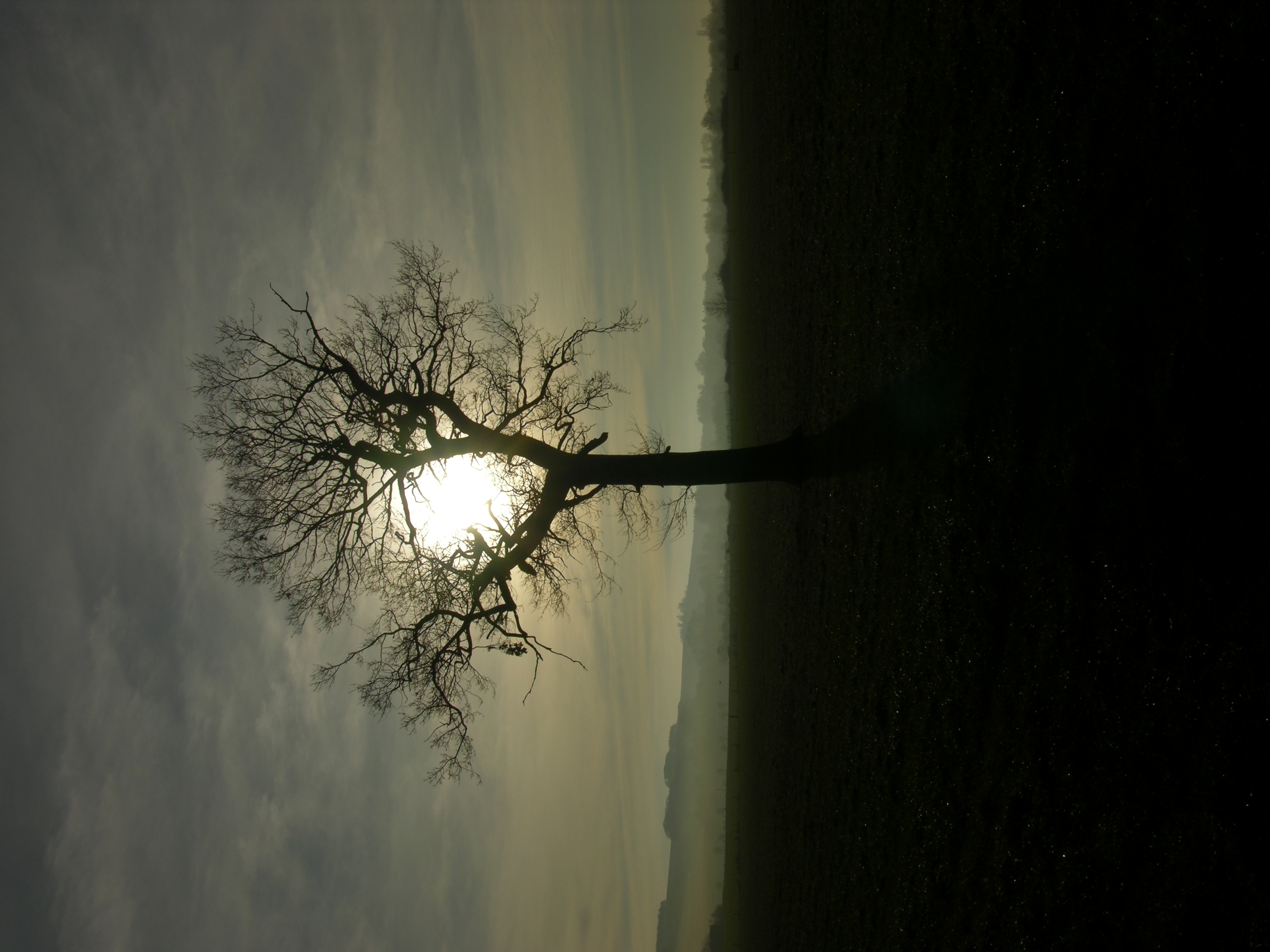 Download mobile wallpaper Beams, Rays, Wood, Tree, Branches, Sun, Horizon, Nature for free.
