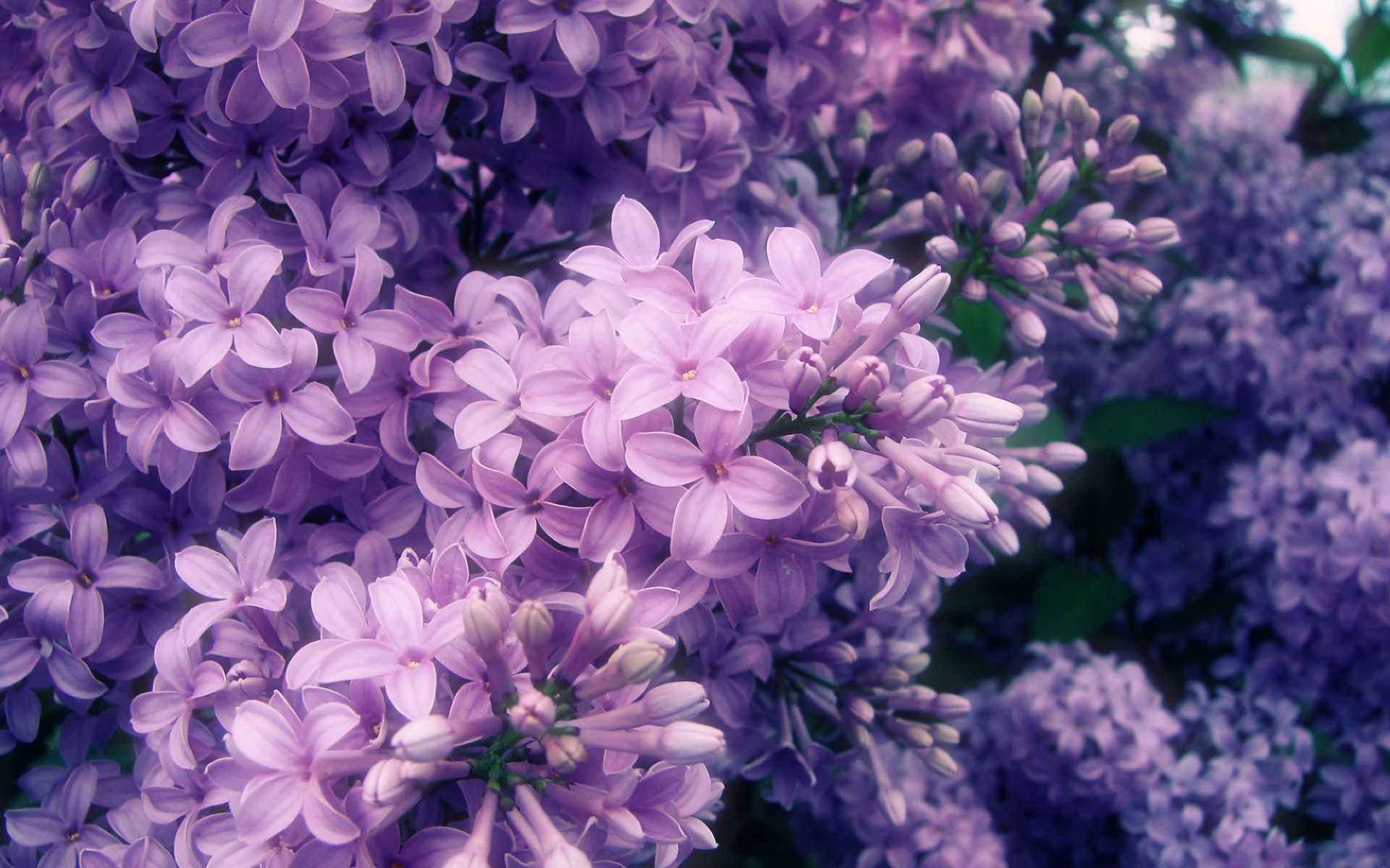 plants, flowers, violet Smartphone Background