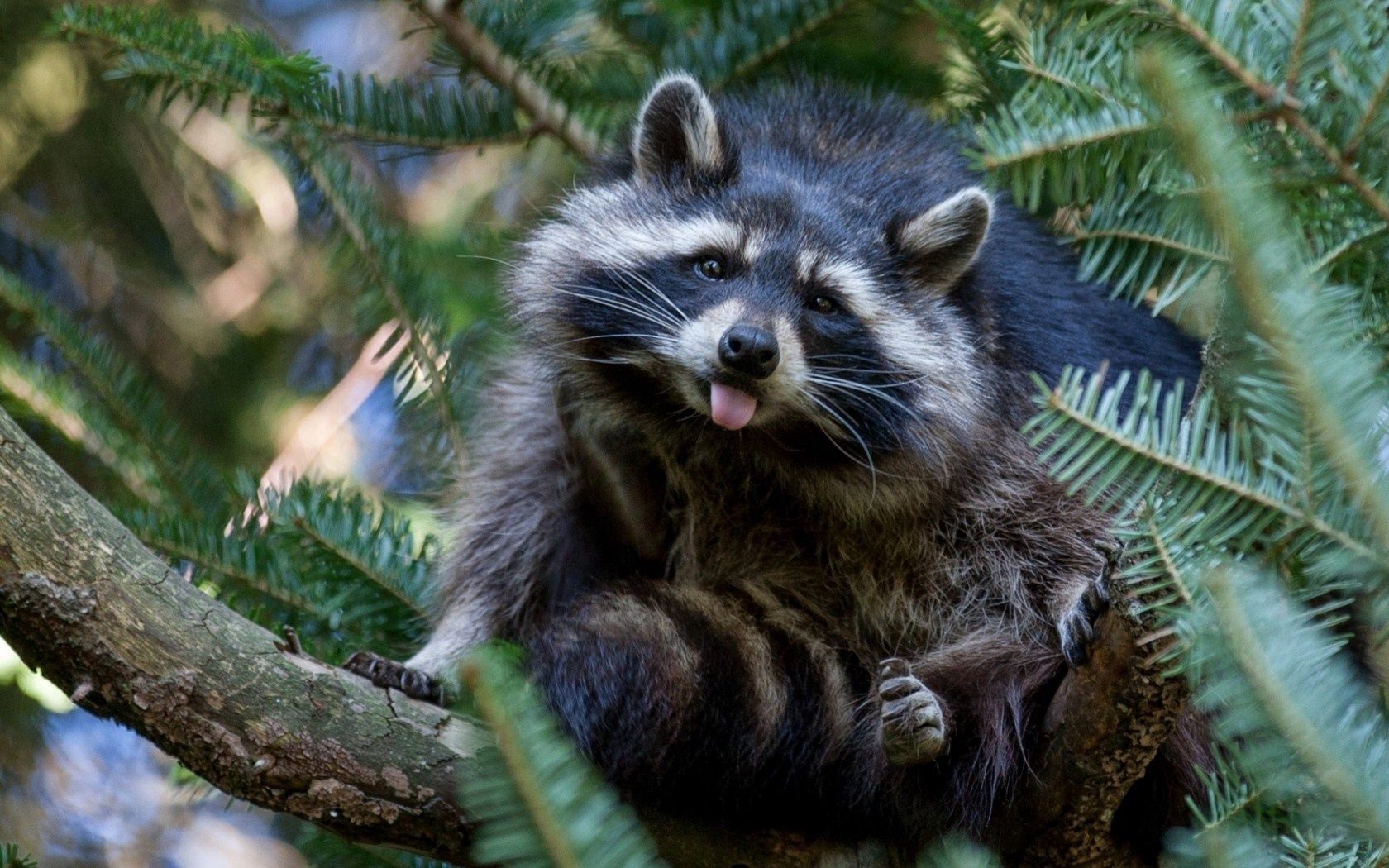 Free download wallpaper Animals, Tree, Raccoon, Nature, Wood on your PC desktop